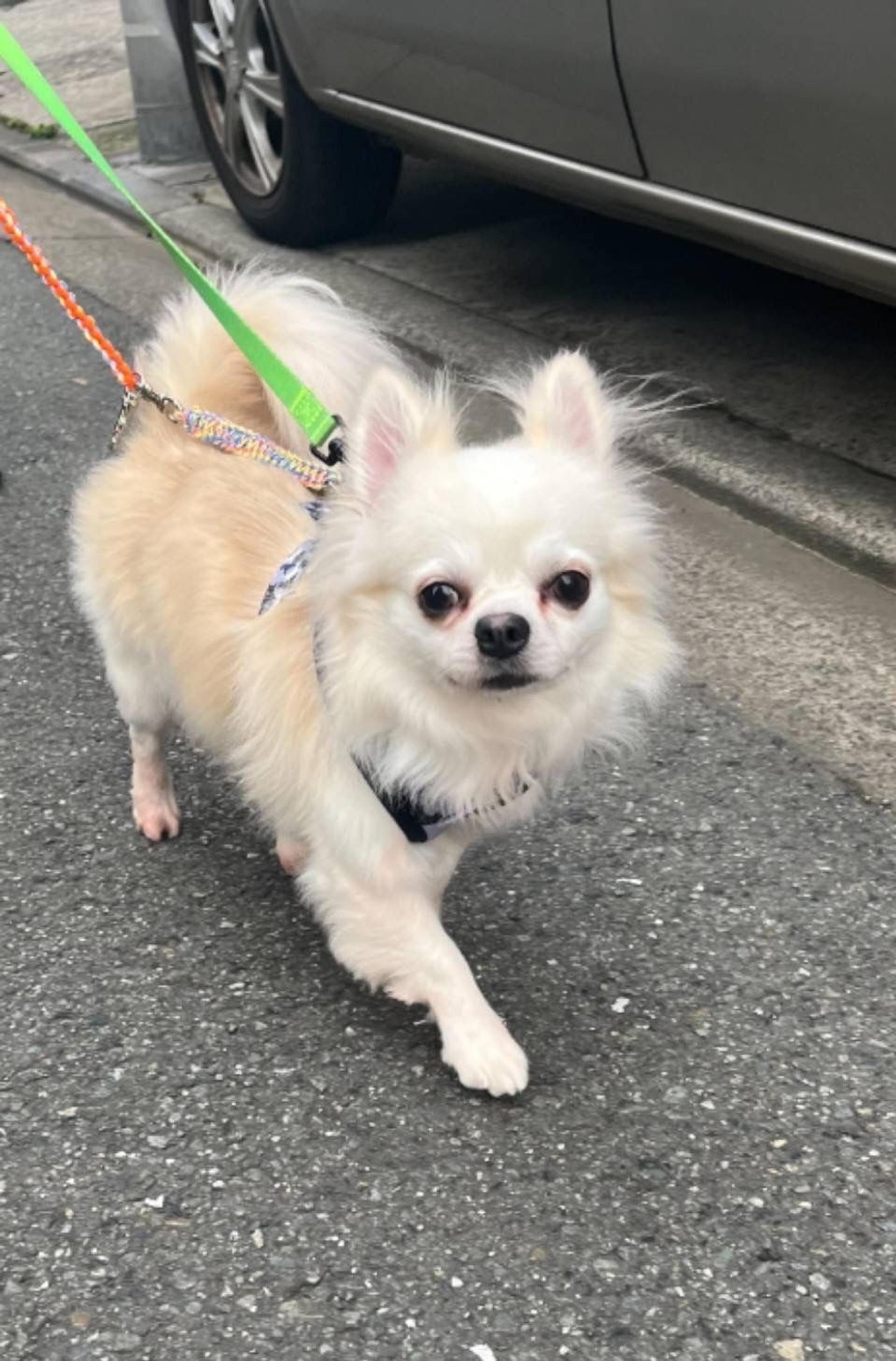 pet-image-4