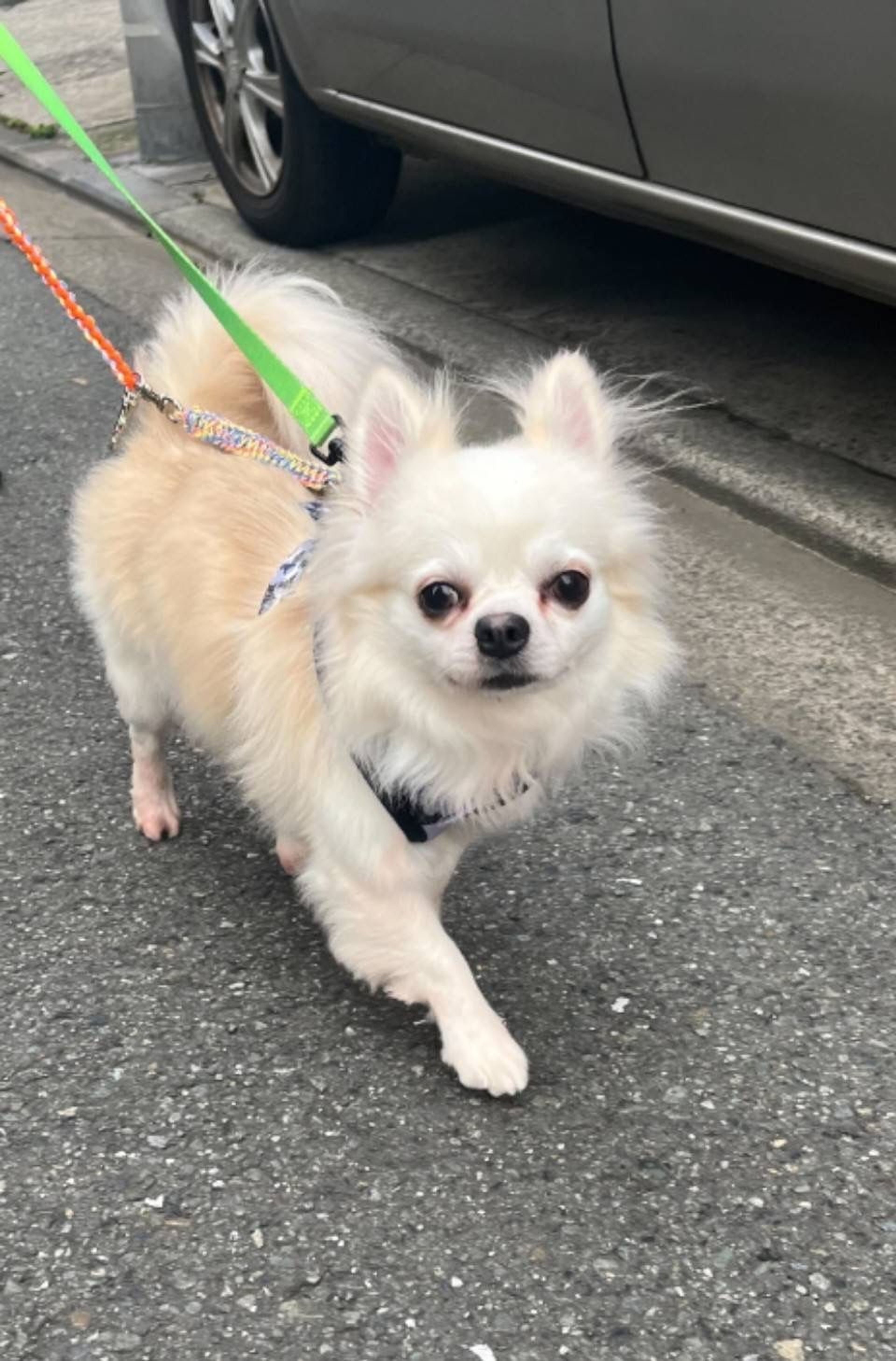 pet-image-4