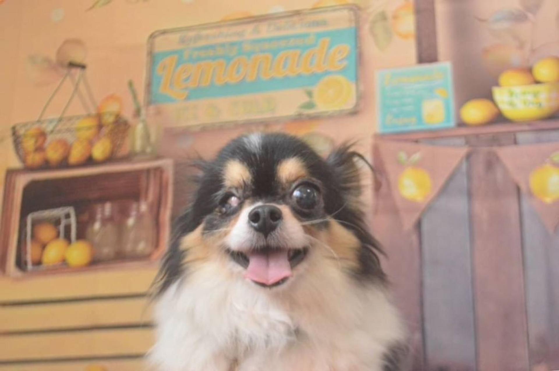 pet-image-3