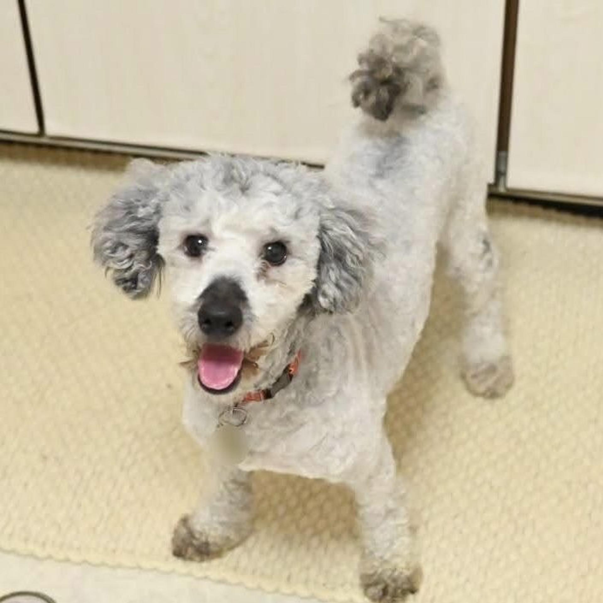 pet-image-3
