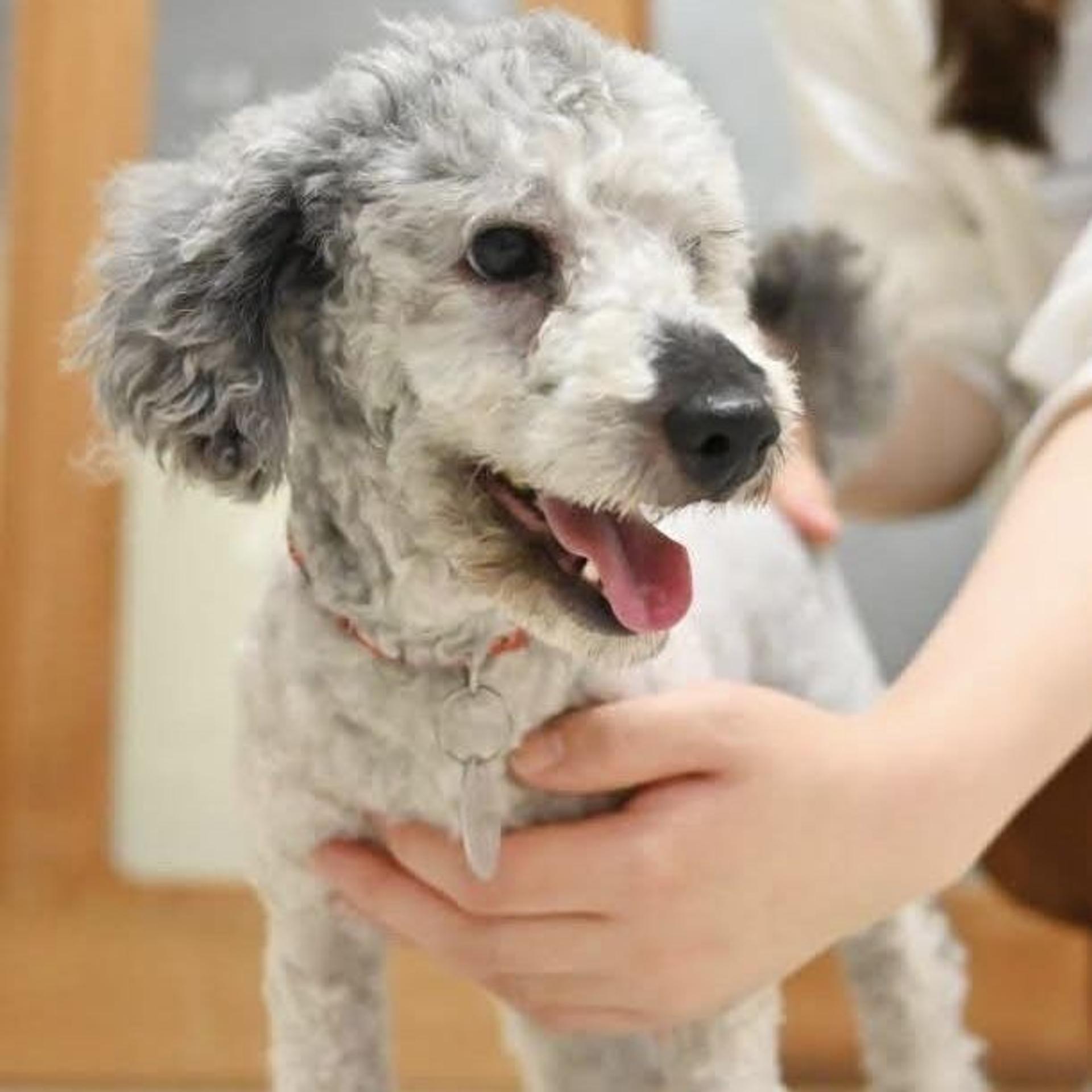 pet-image-5
