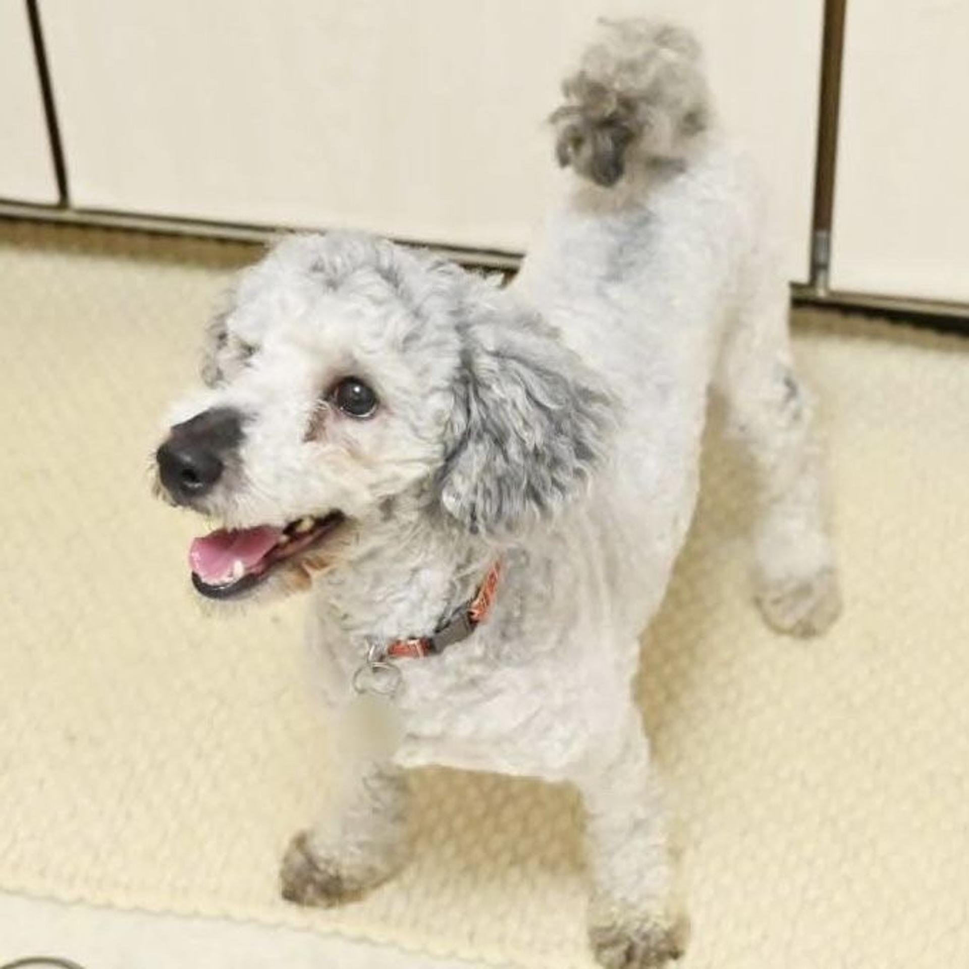 pet-image-6
