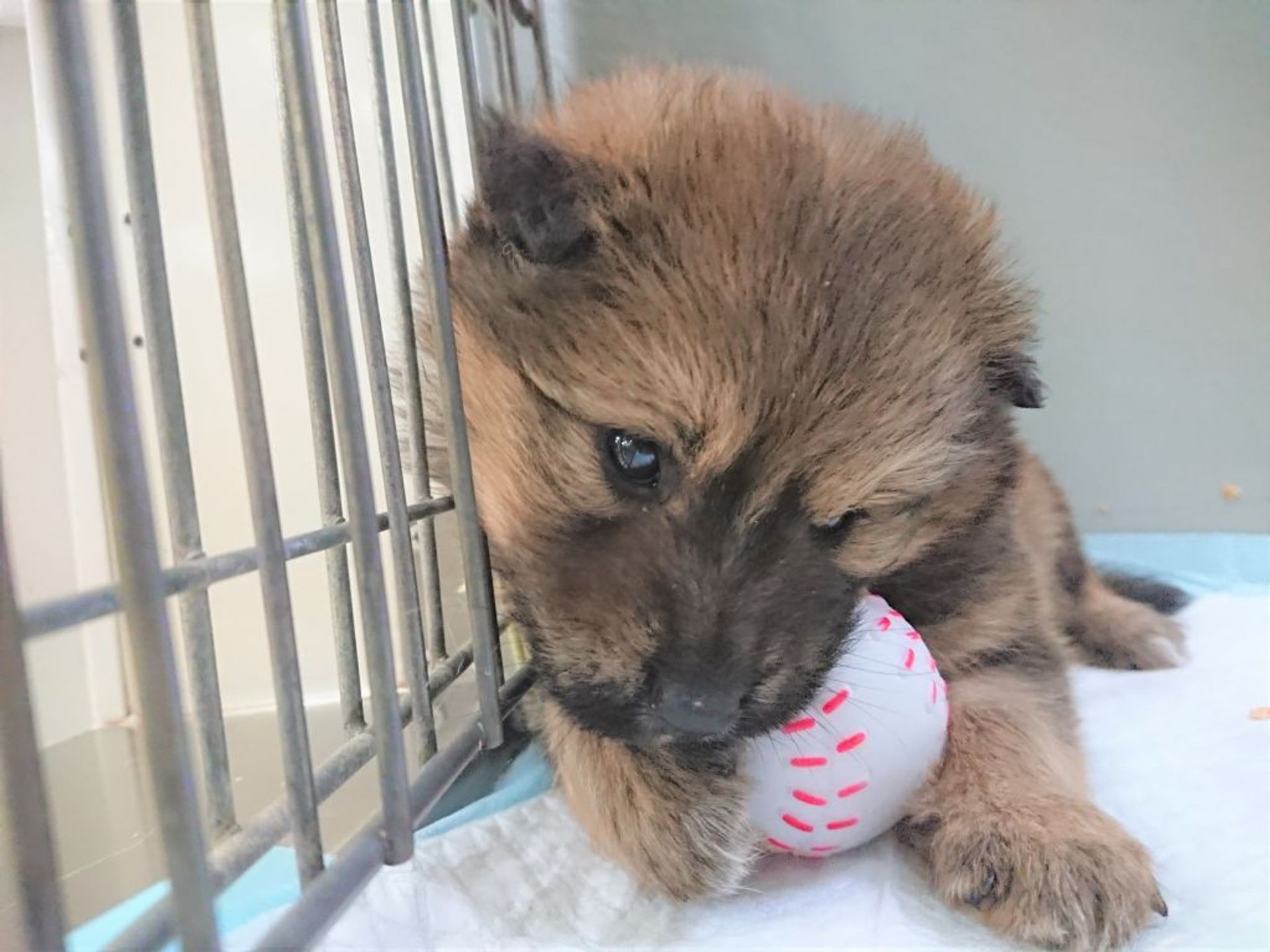 雑種（ミックス犬）・メスの里親募集の写真