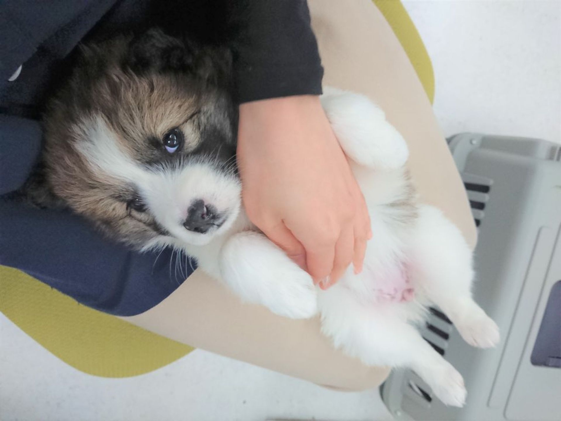 雑種（ミックス犬）・メスの里親募集の写真