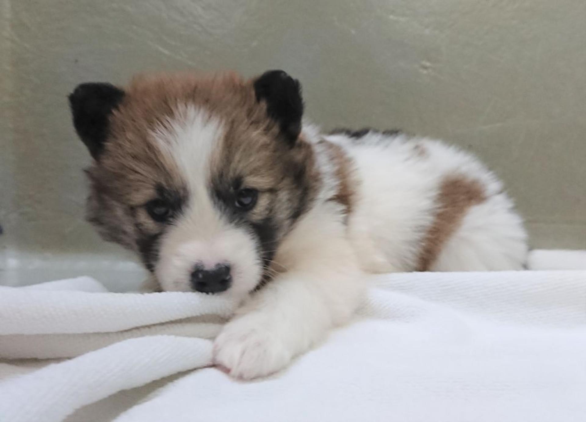 pet-image-2