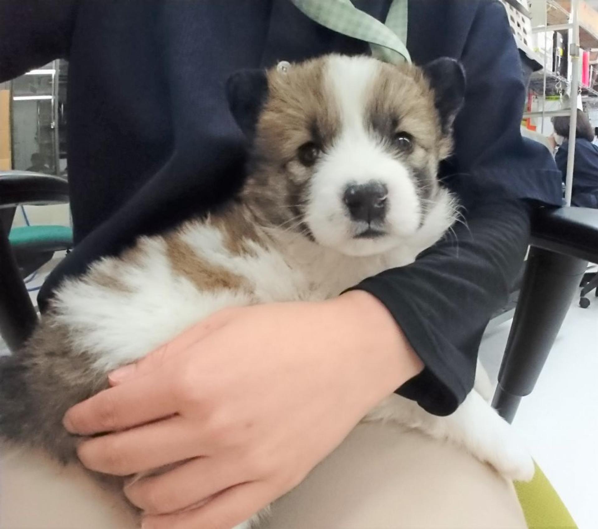 pet-image-3