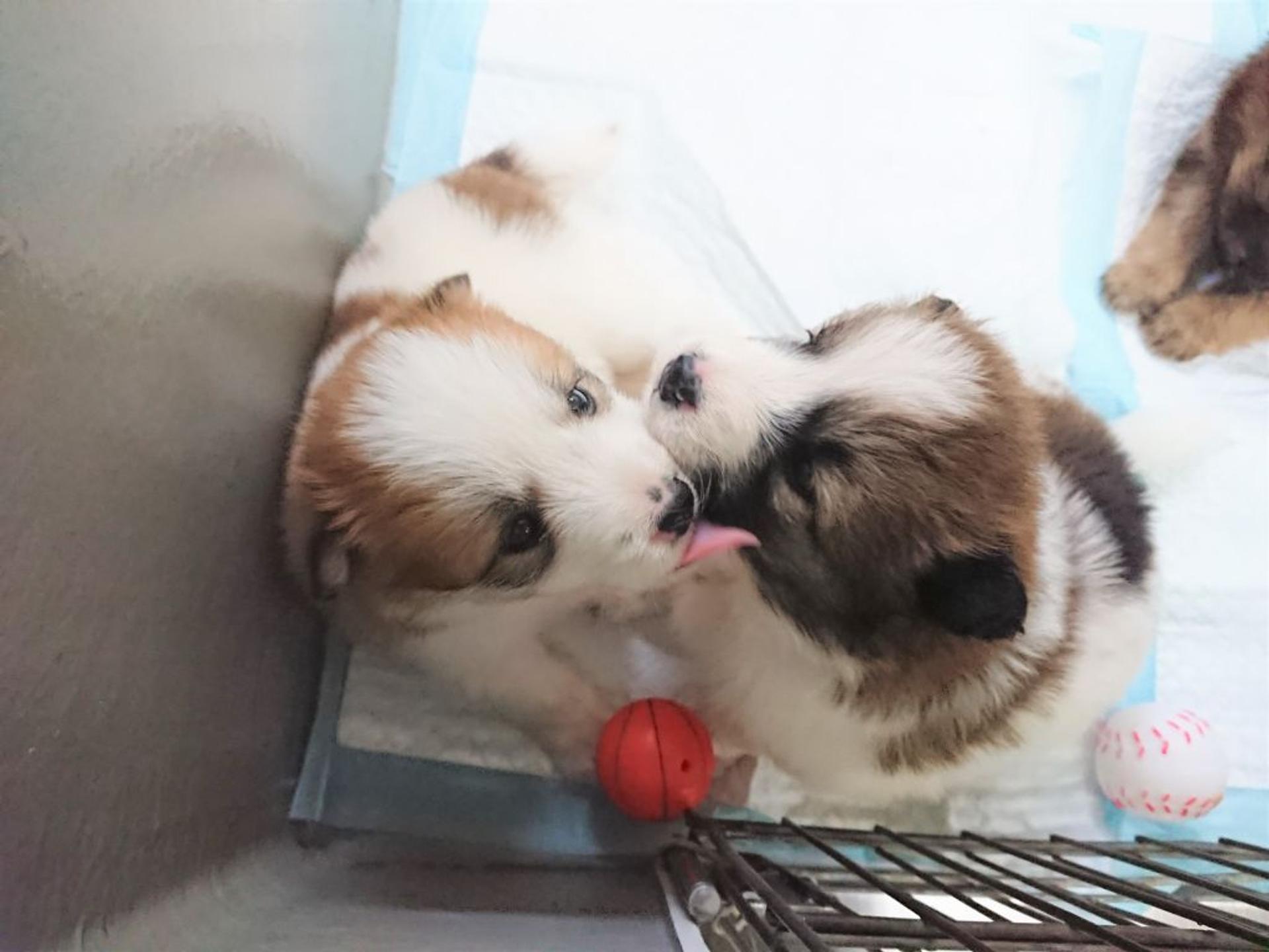 pet-image-4
