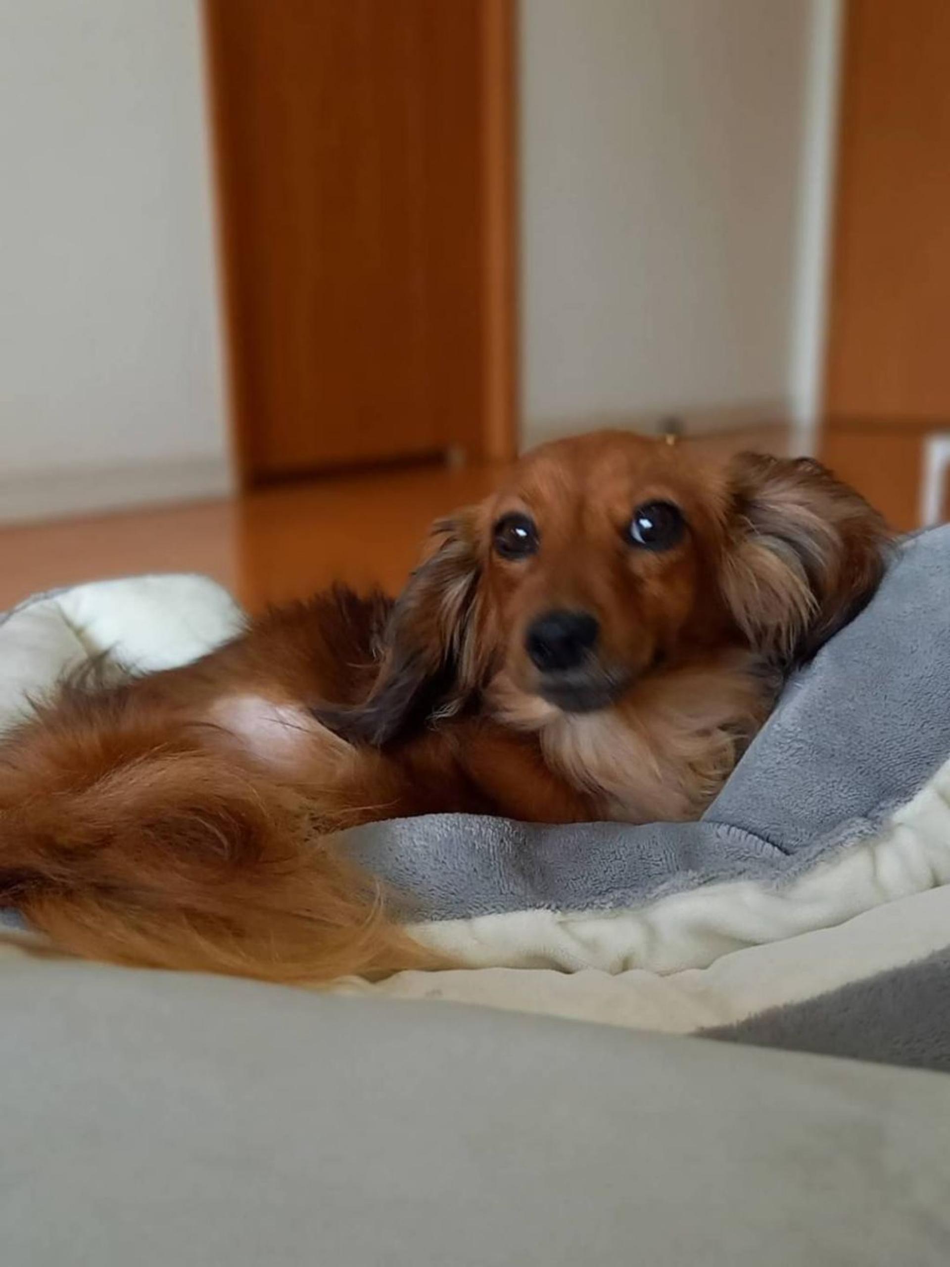 pet-image-3