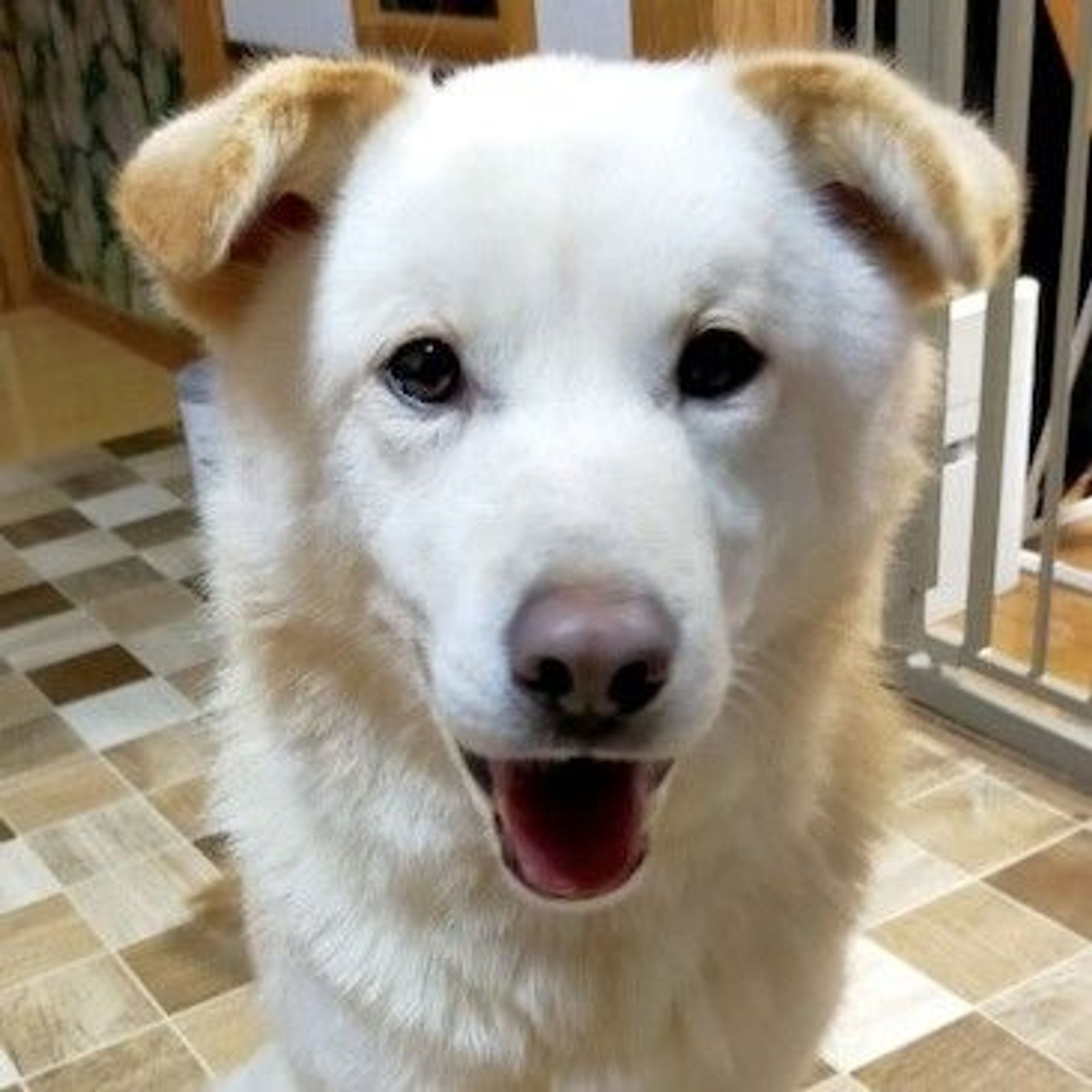 雑種（ミックス犬）・オスの里親募集の写真