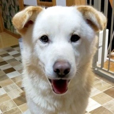 しおからの写真