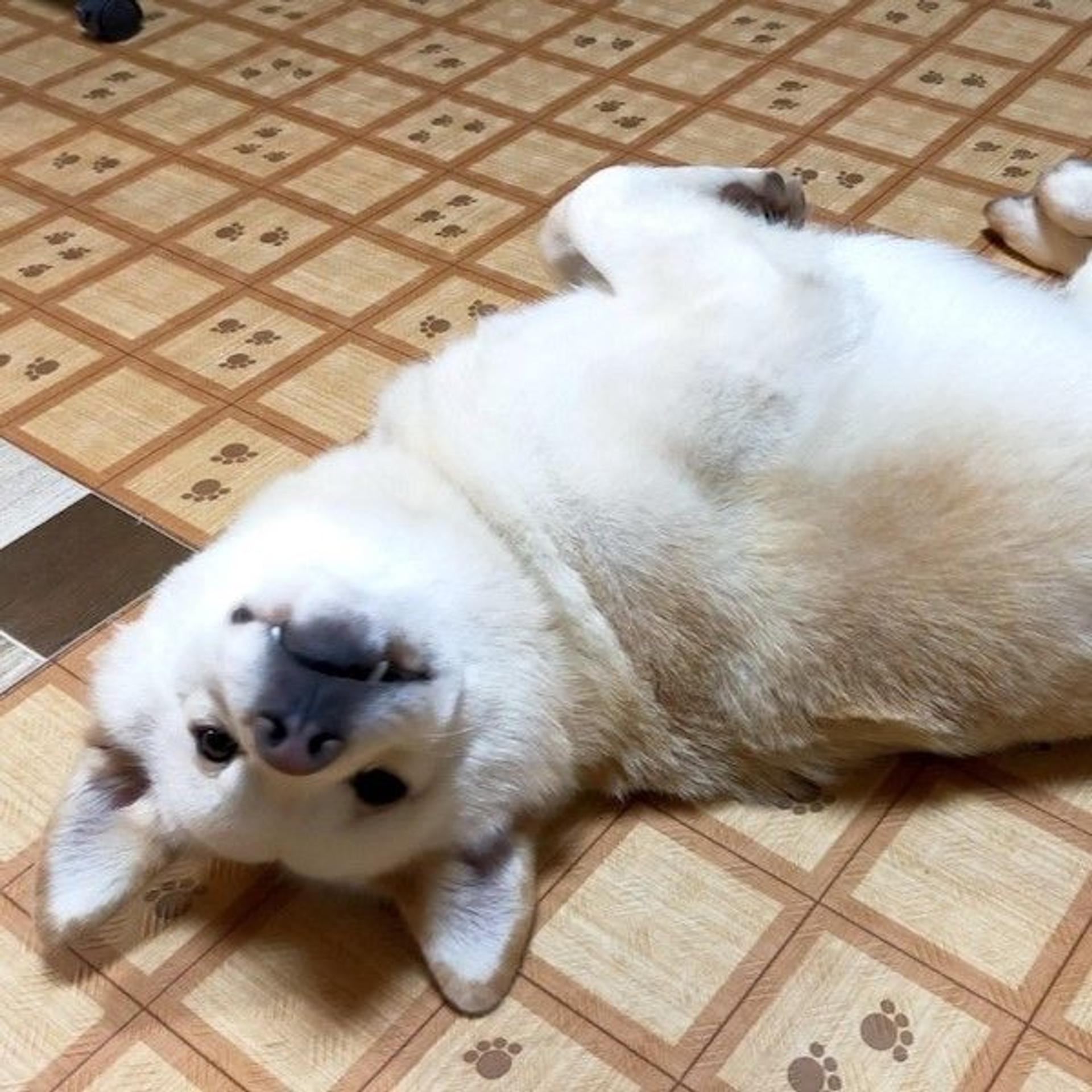 pet-image-4