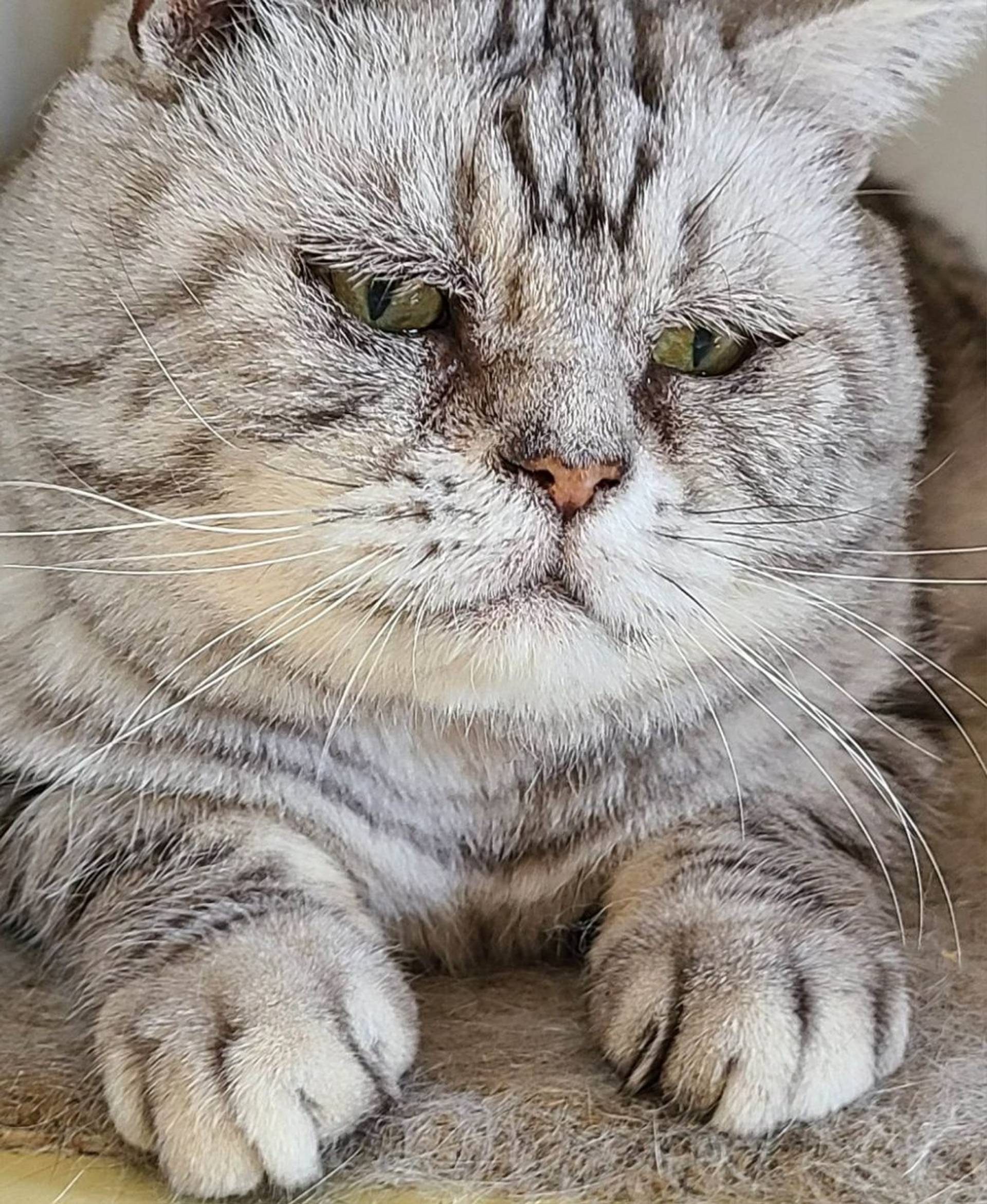 アメリカンショートヘア・オスの里親募集の写真