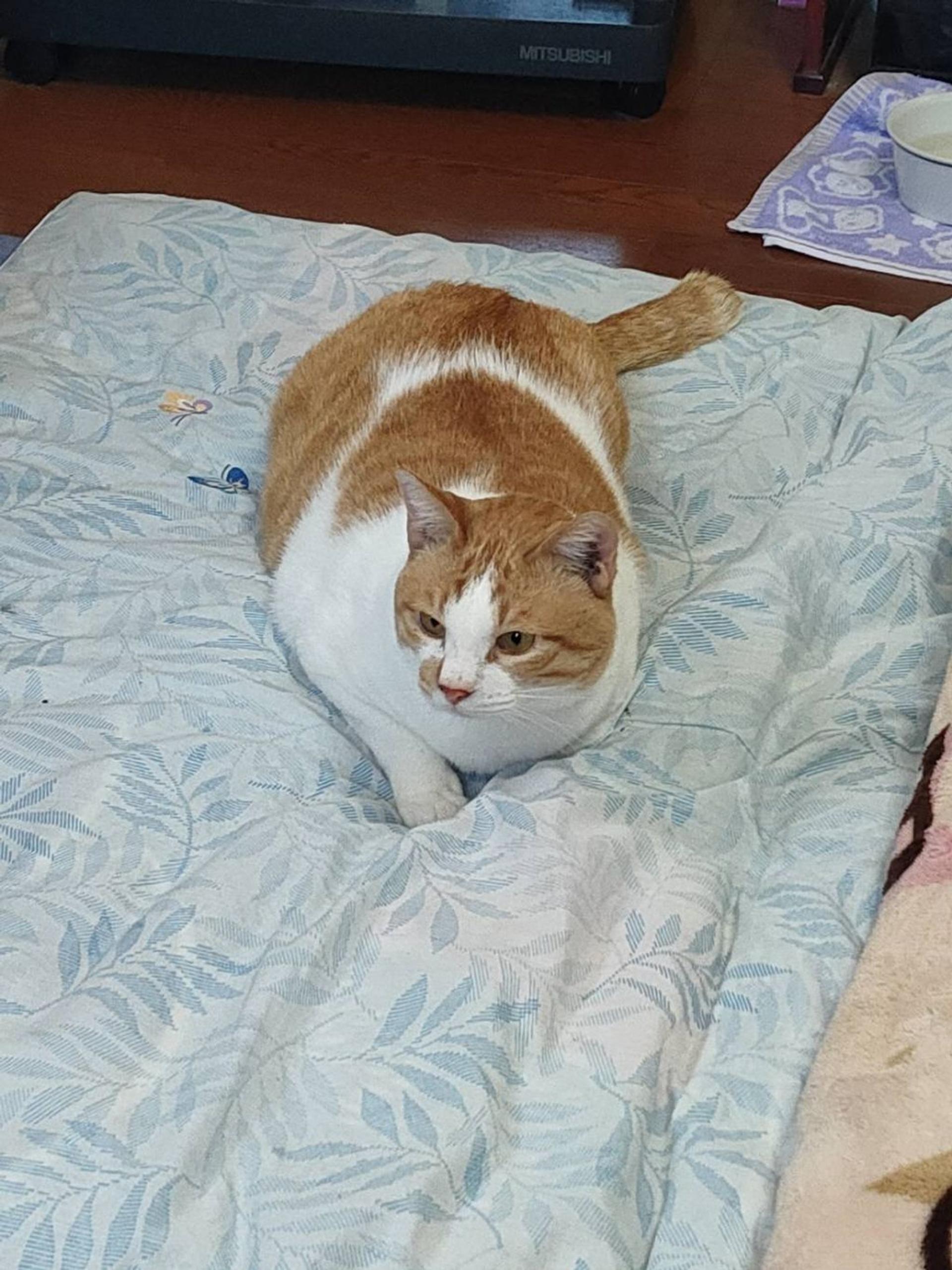 pet-image-2