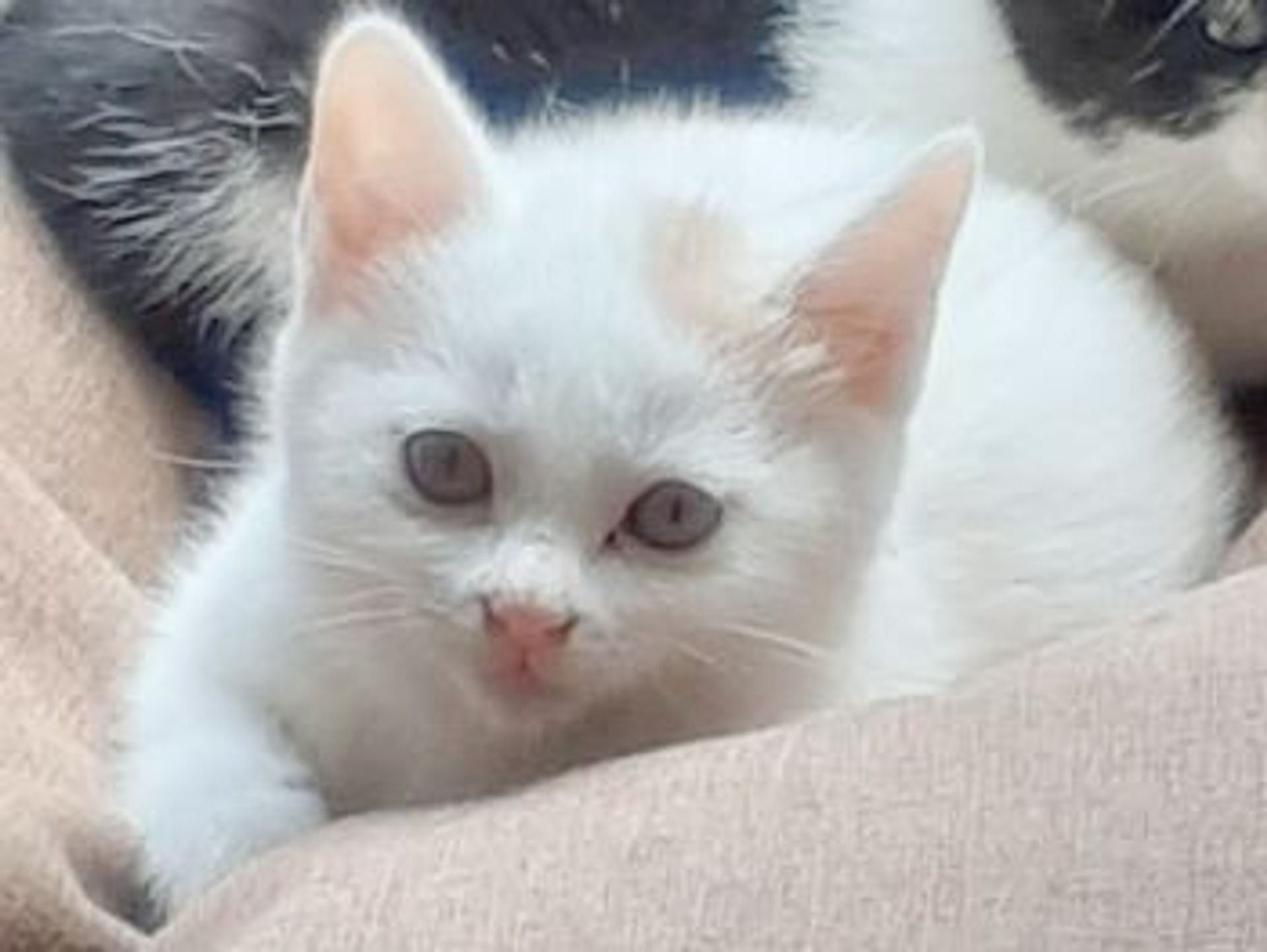 雑種（ミックス猫）・メスの里親募集の写真