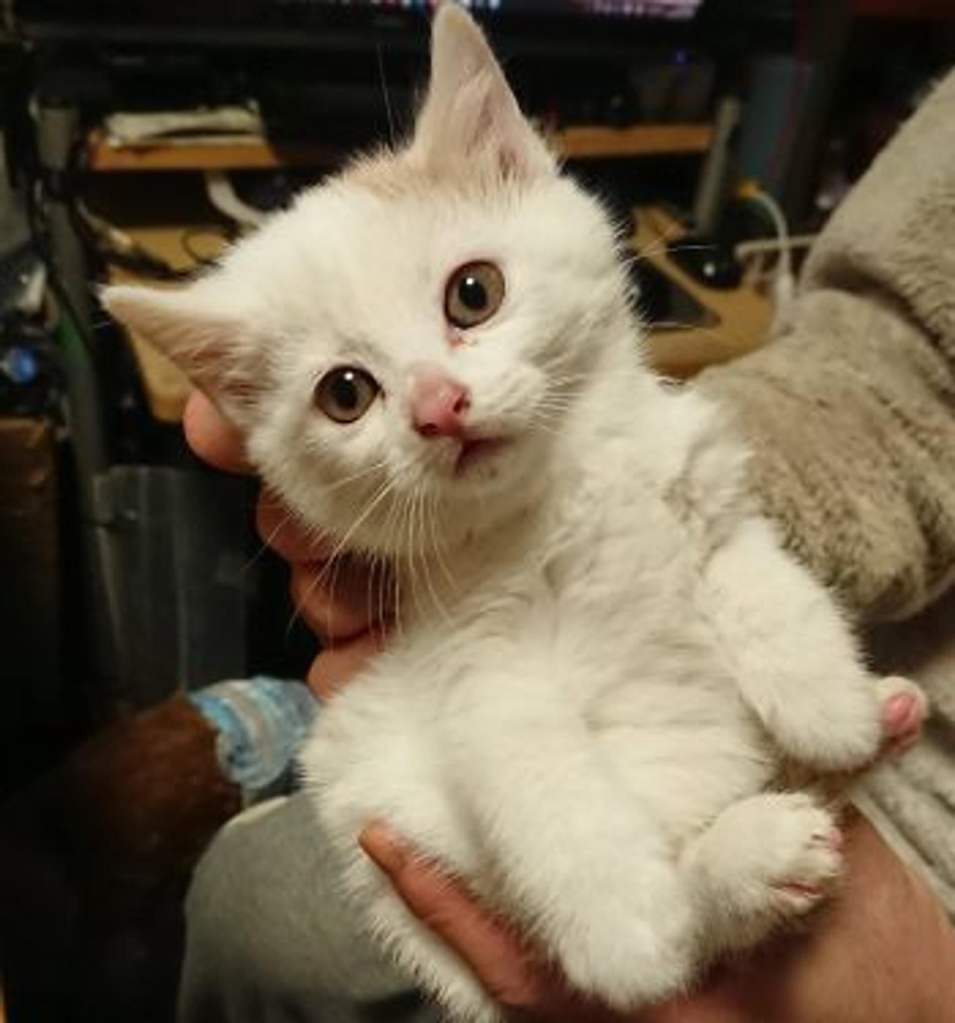 pet-image-2