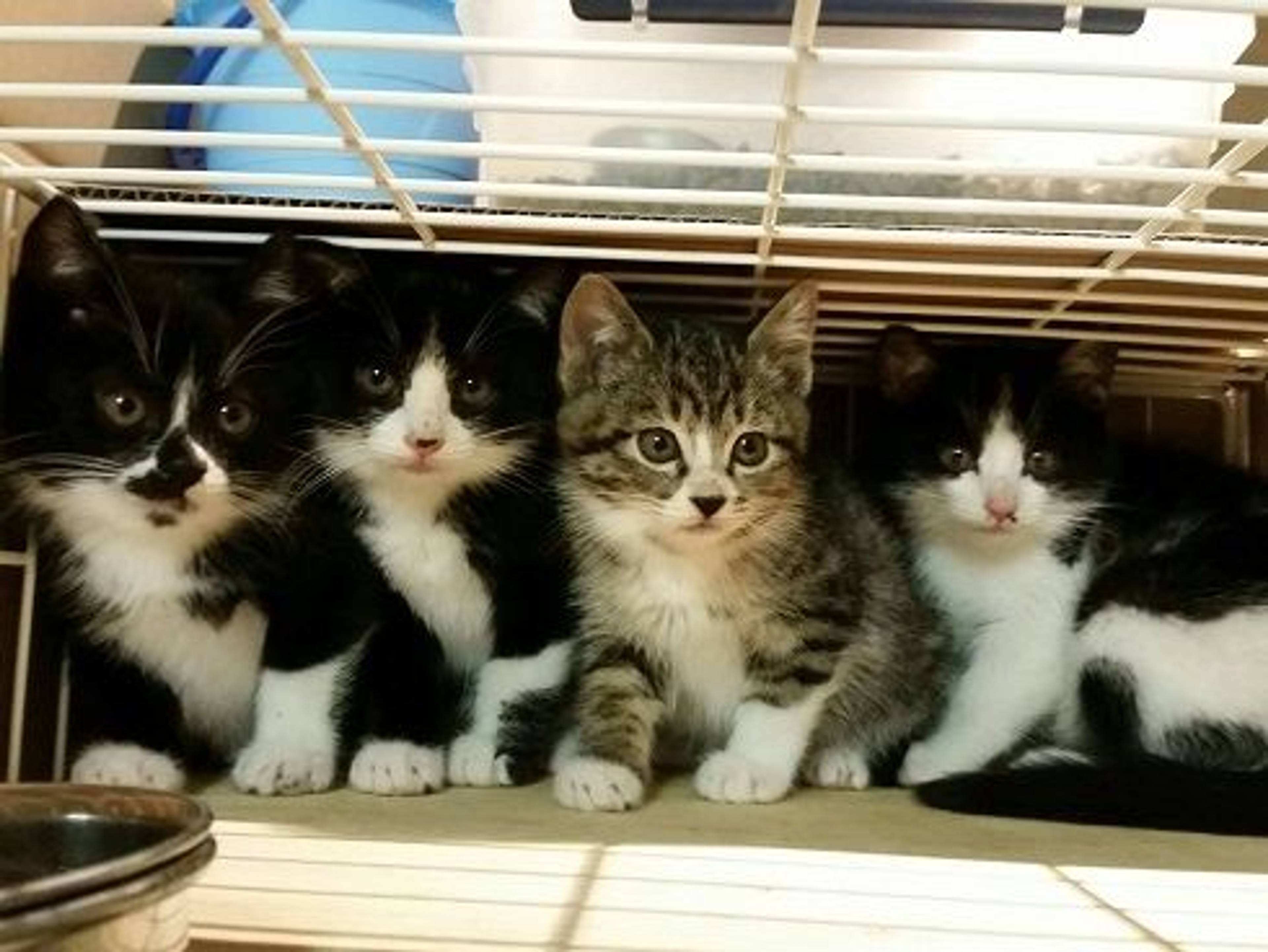 雑種（ミックス猫）・オスの里親募集の写真