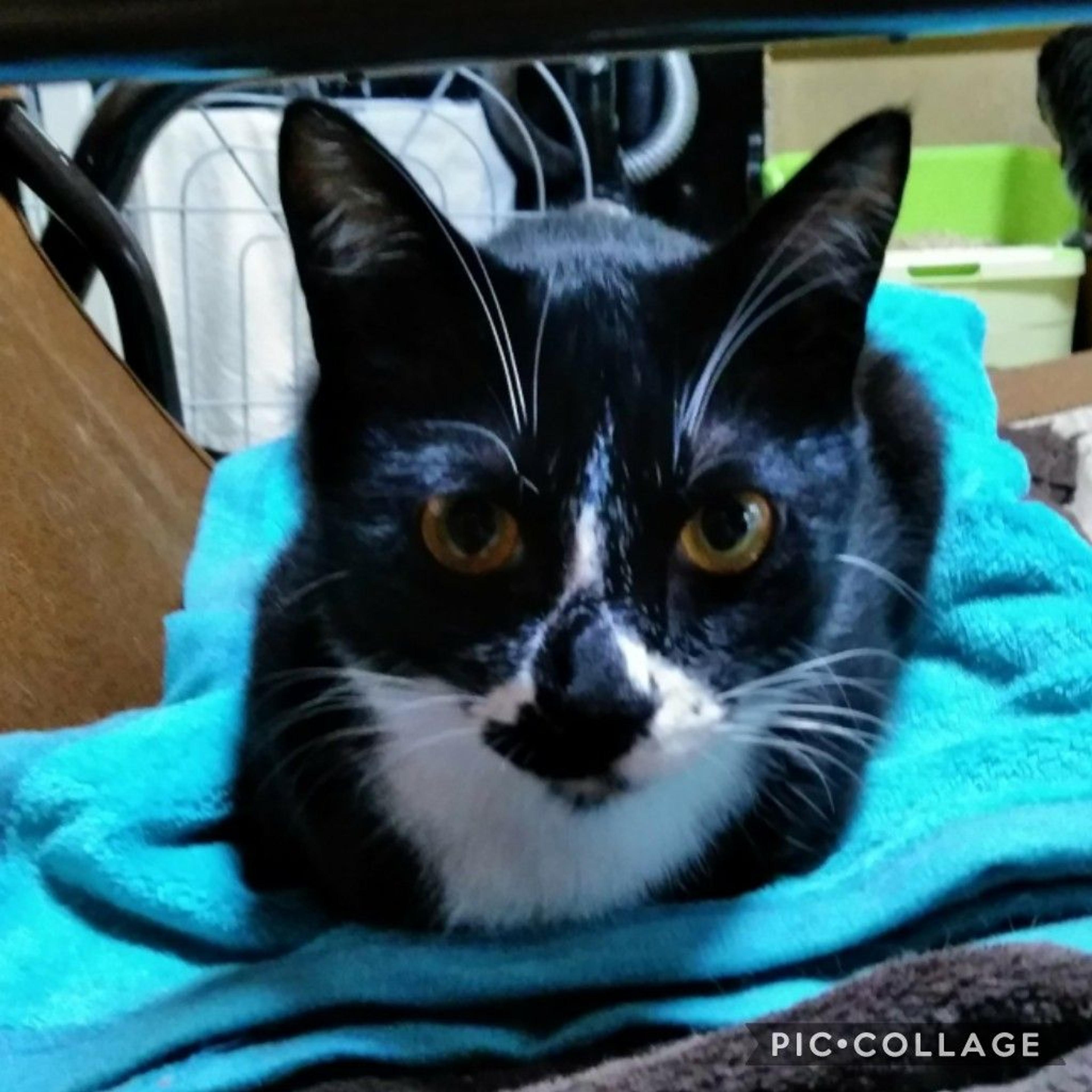 pet-image-2