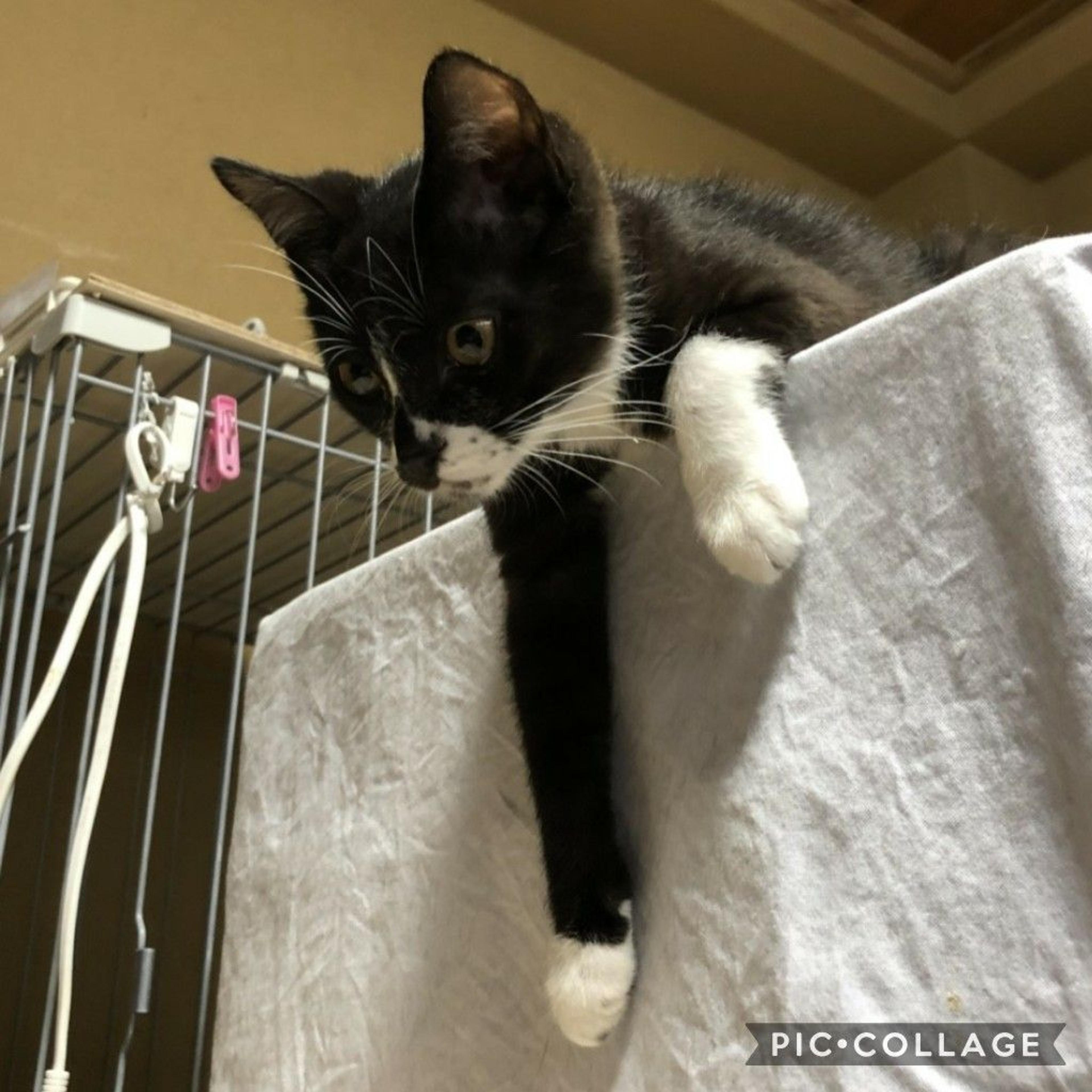 pet-image-3