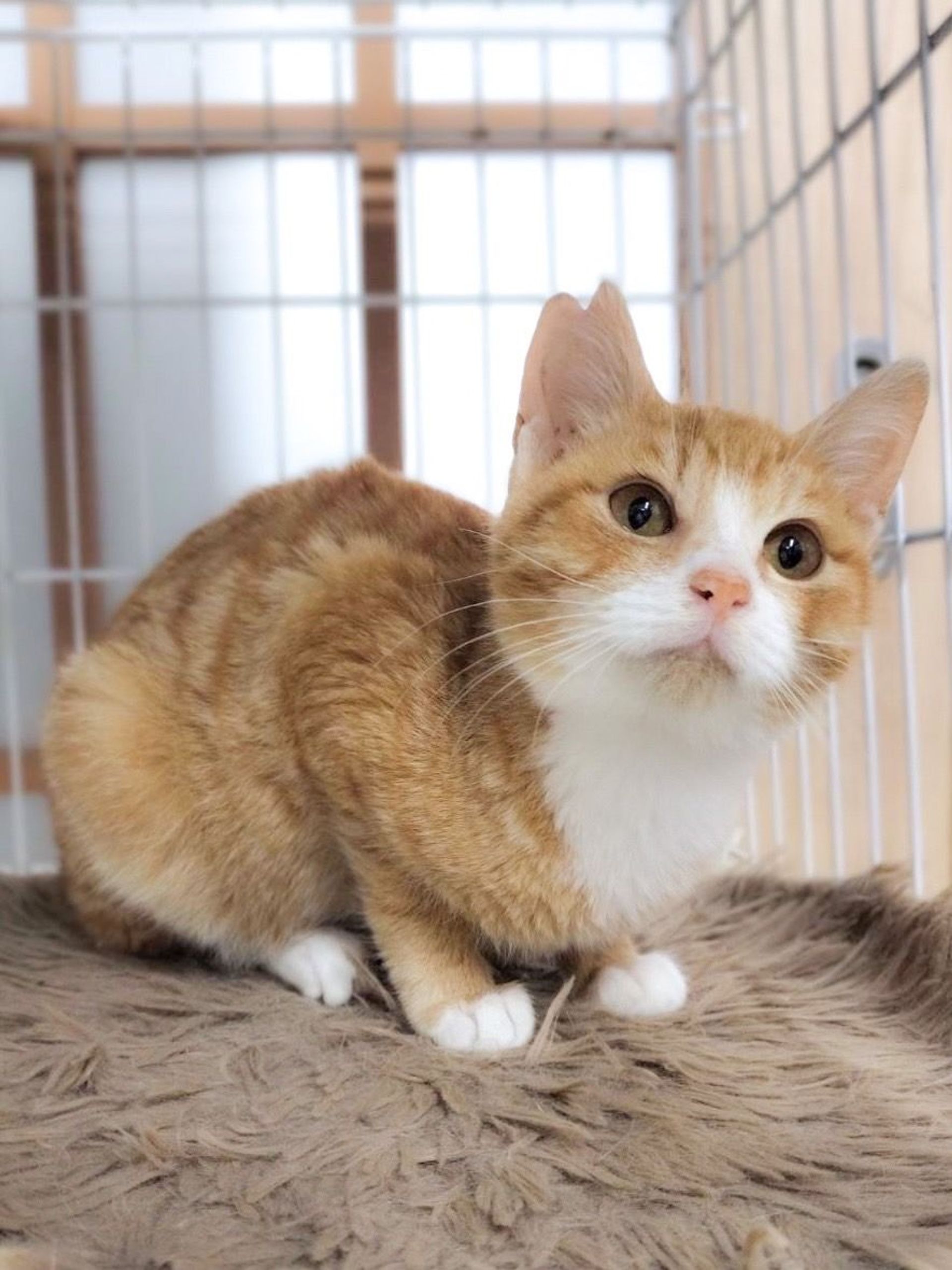 雑種（ミックス猫）・オスの里親募集の写真