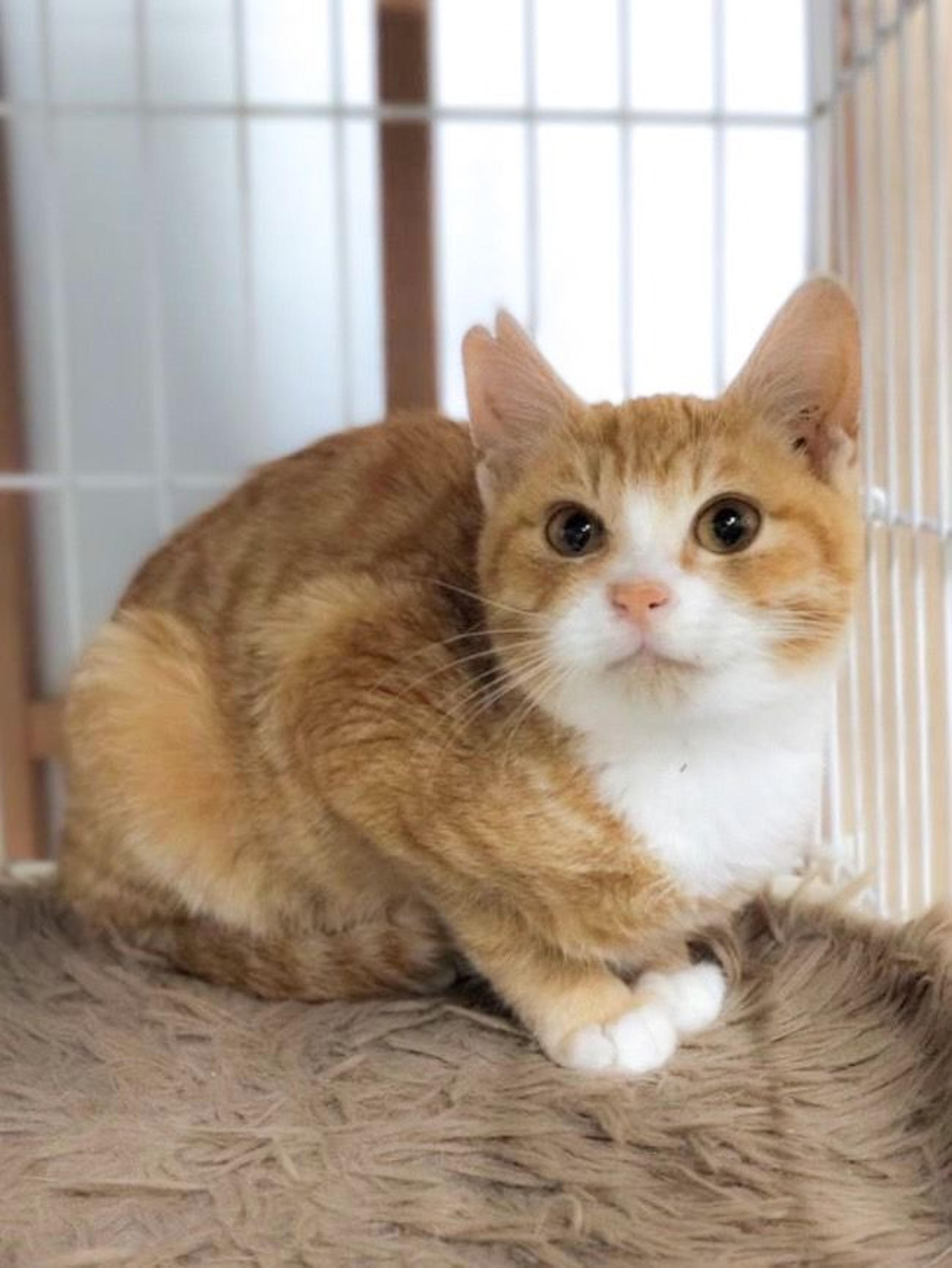 pet-image-2