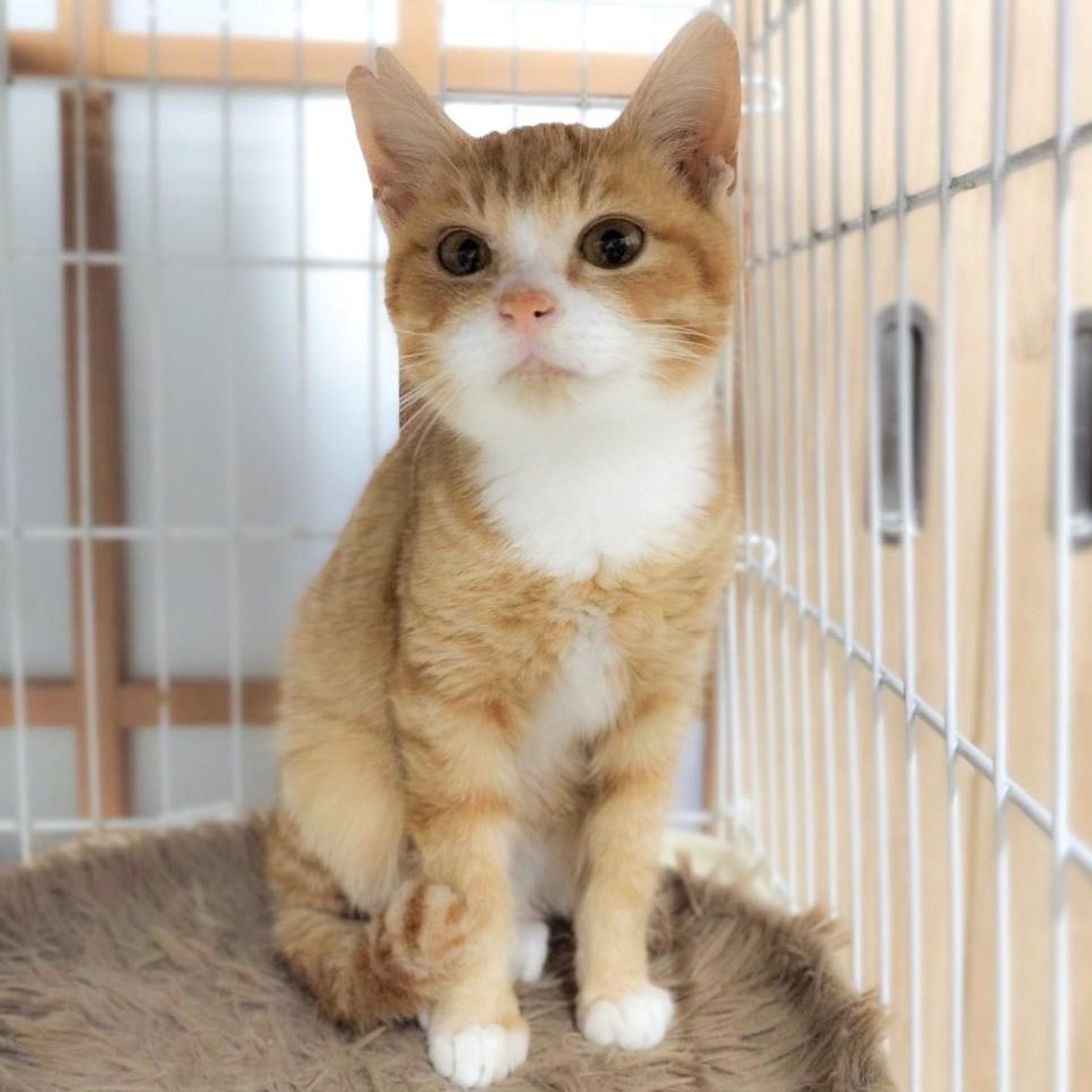 pet-image-3