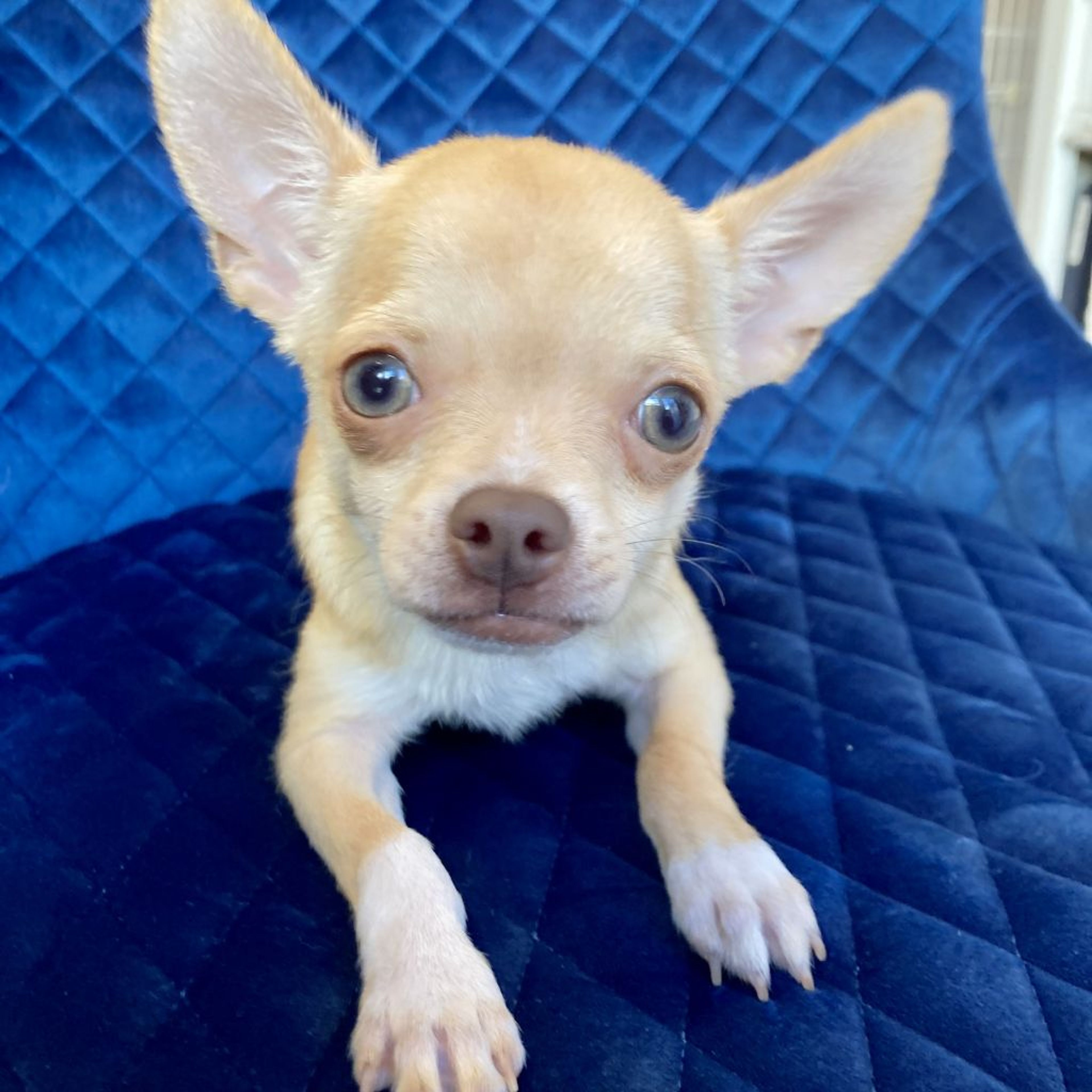 pet-image-2