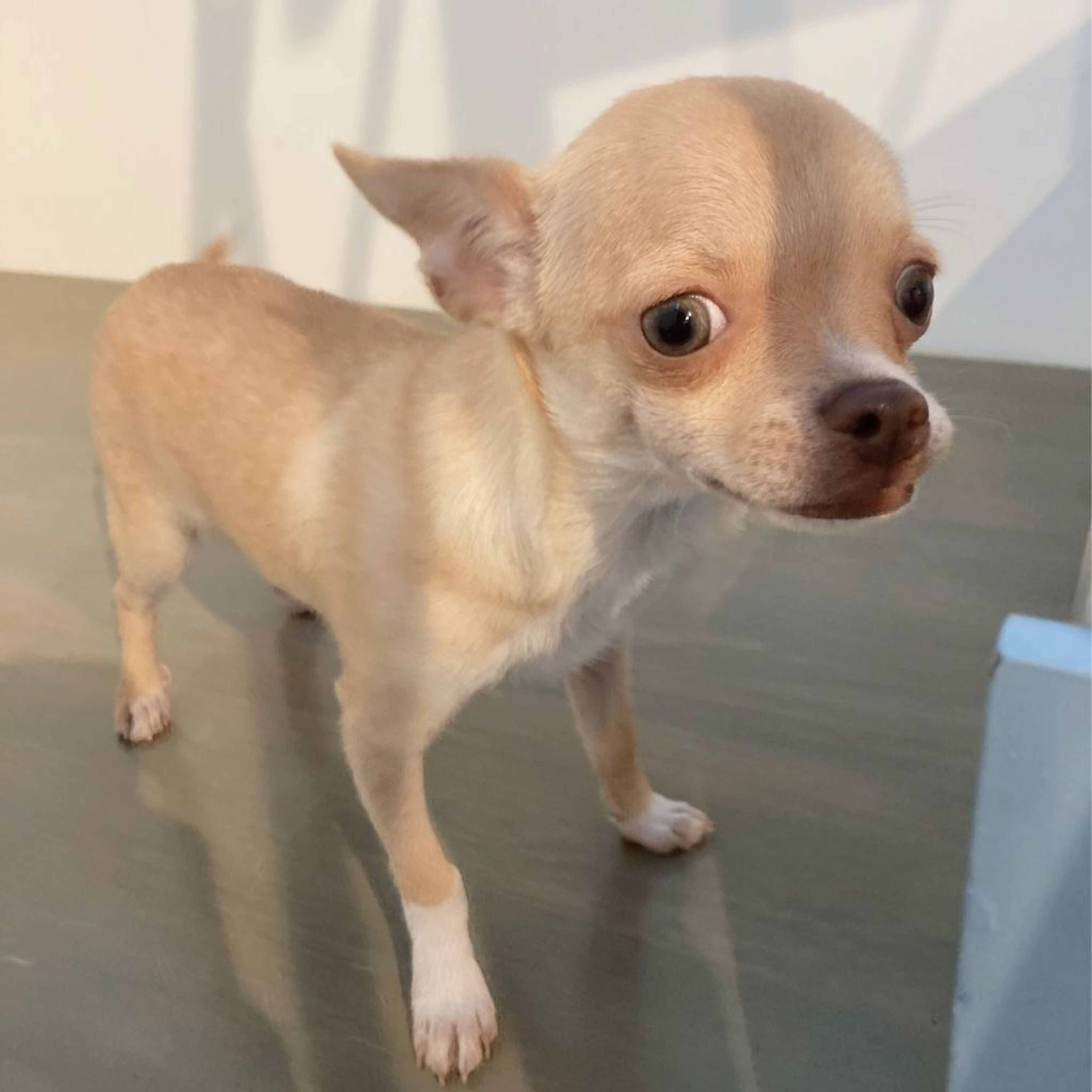 pet-image-3