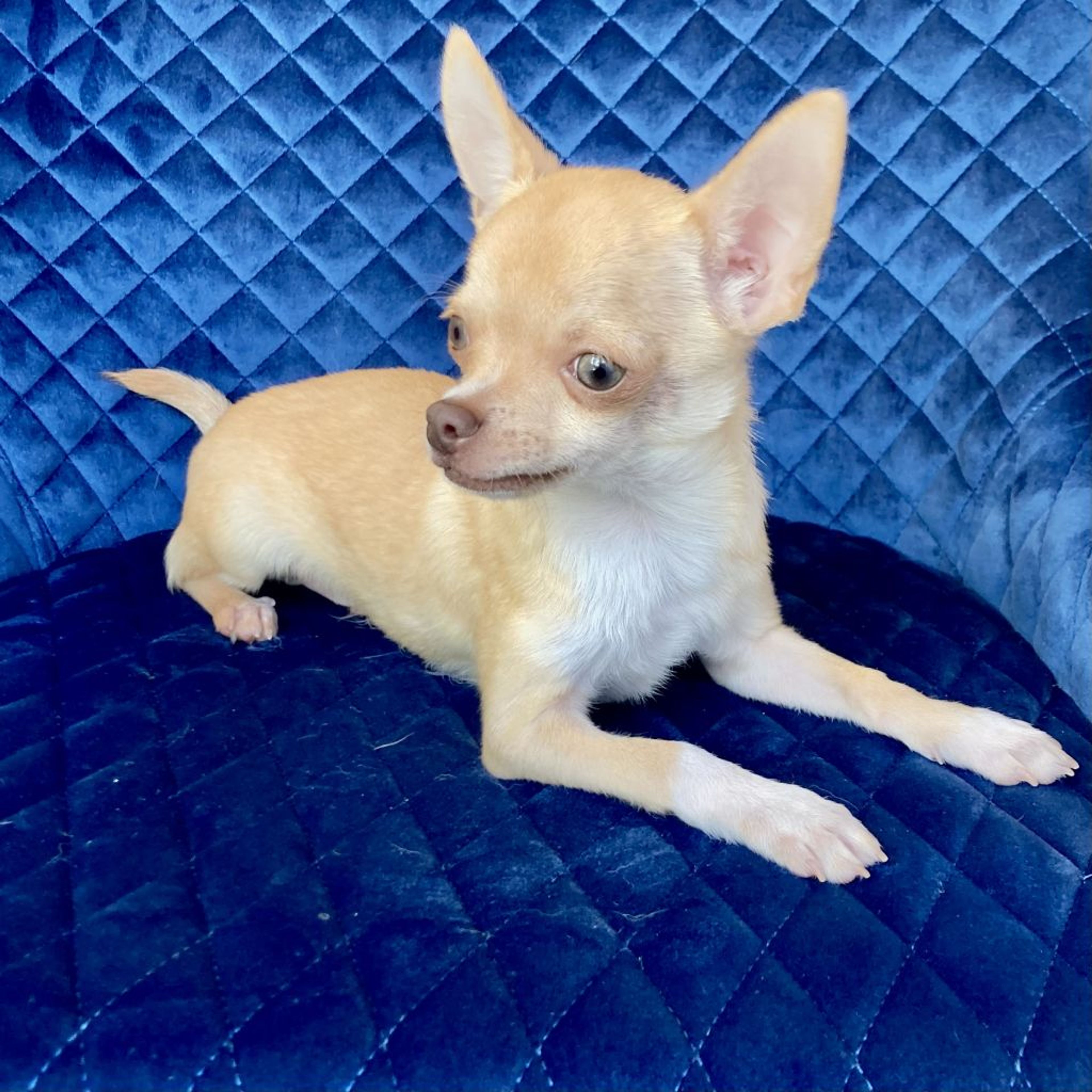 pet-image-4