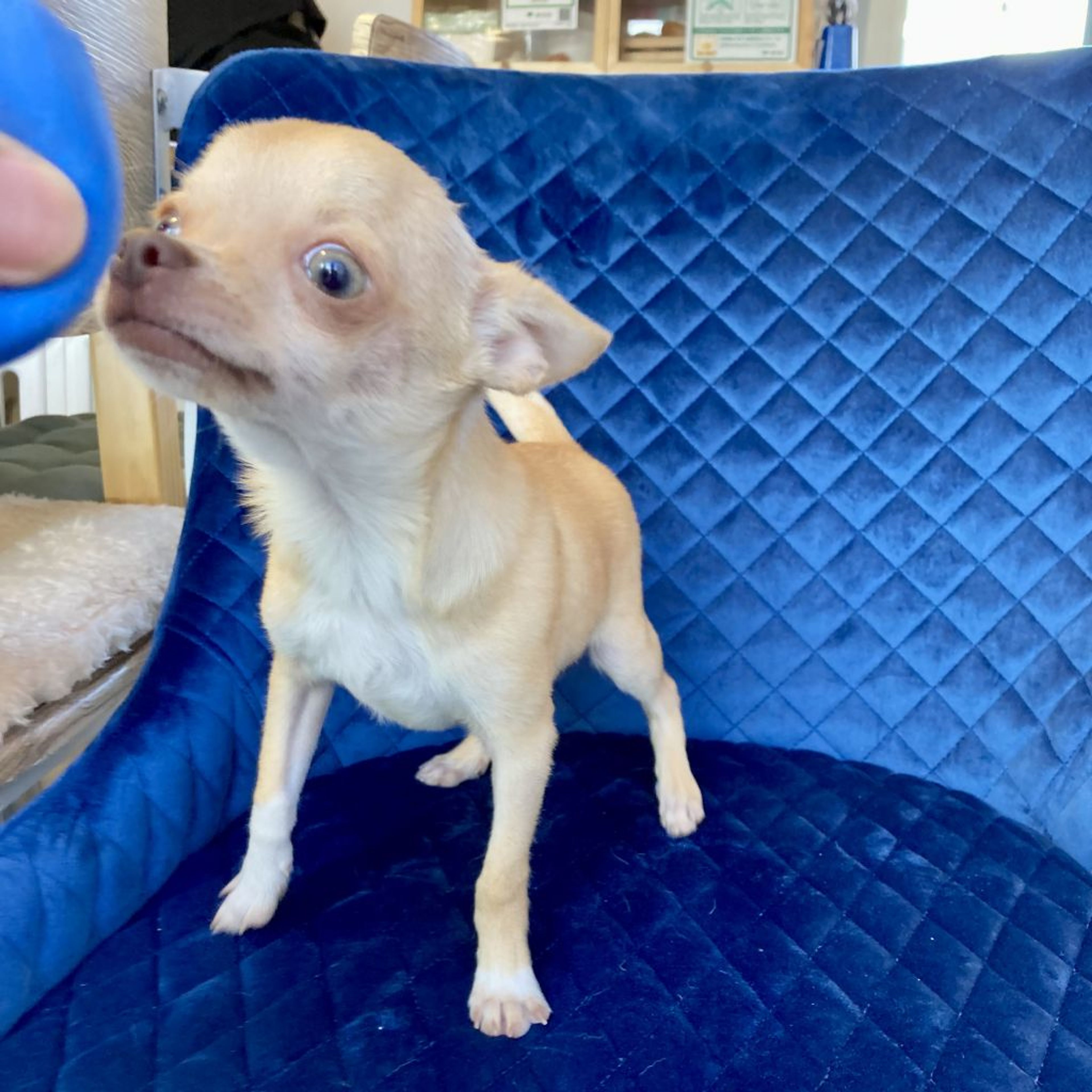 pet-image-6