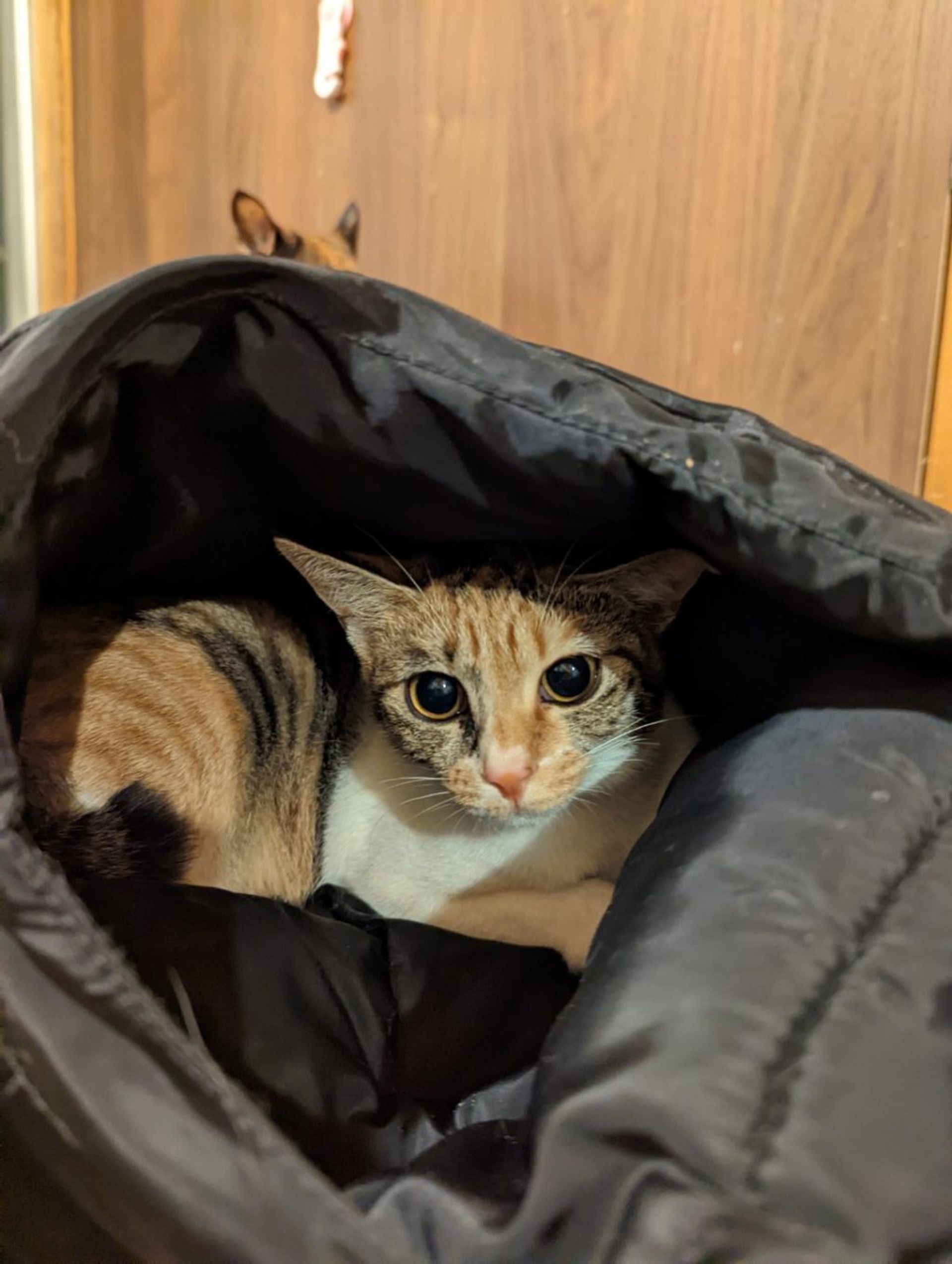 雑種（ミックス猫）・メスの里親募集の写真