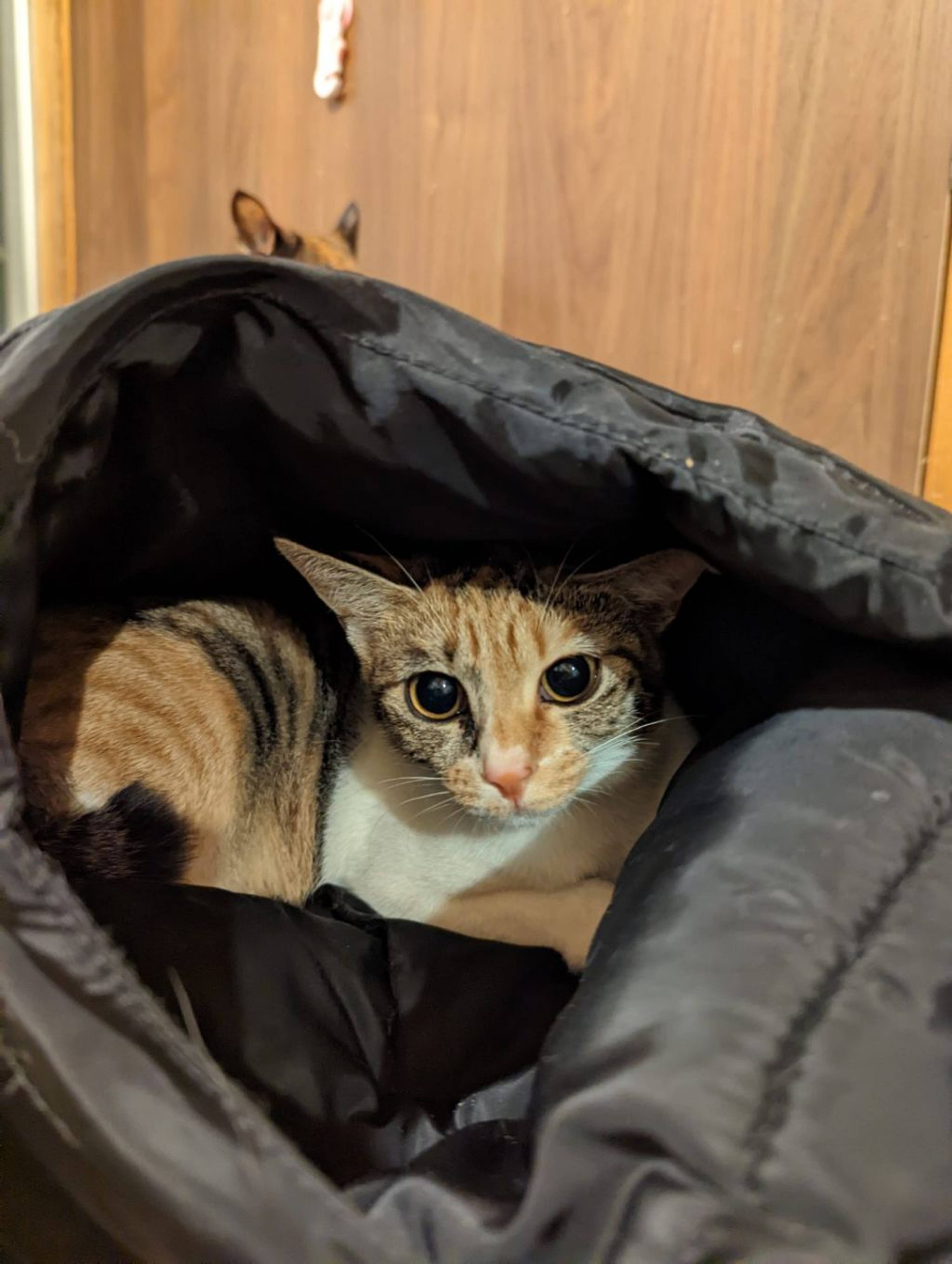 雑種（ミックス猫）・メスの里親募集の写真