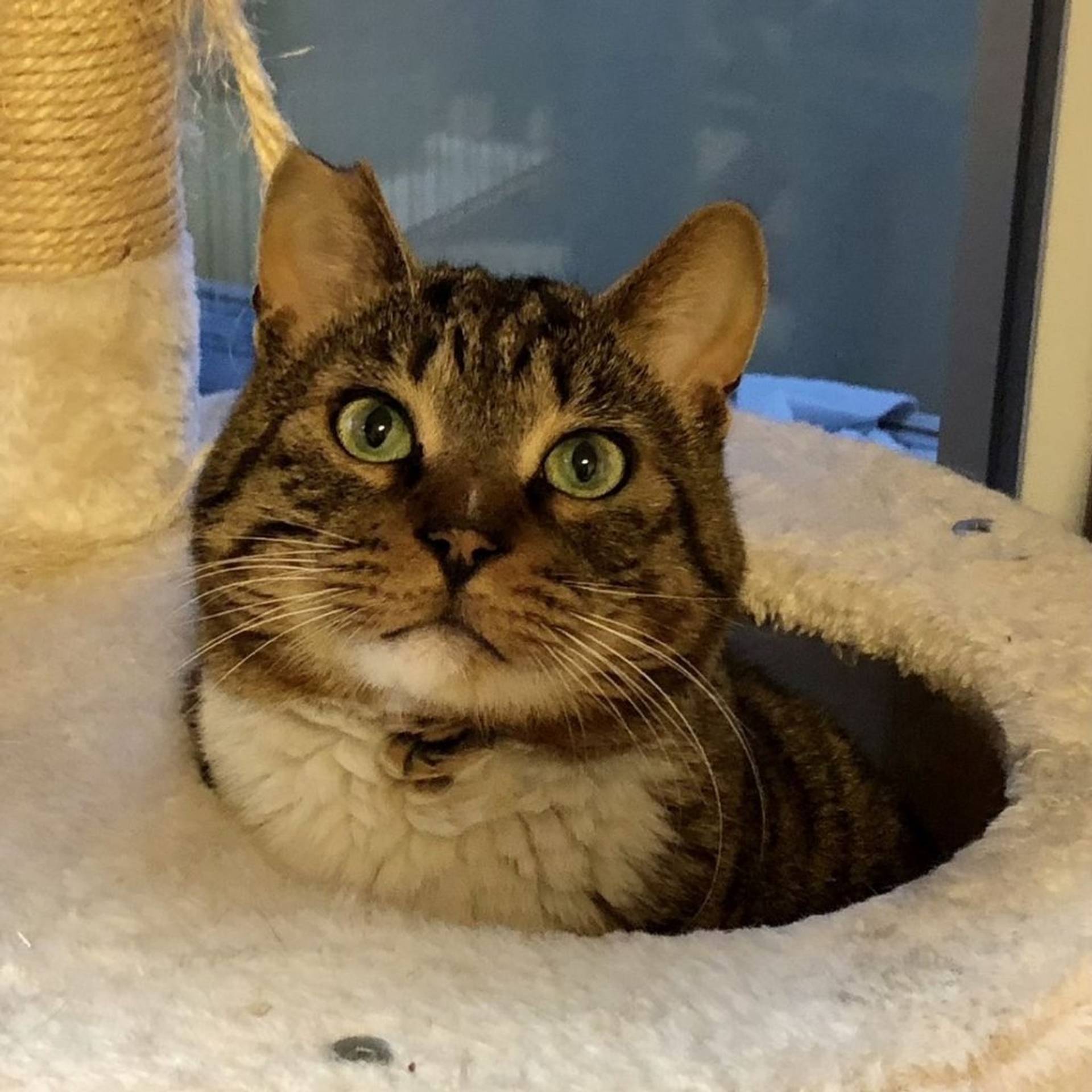 雑種（ミックス猫）・オスの里親募集の写真