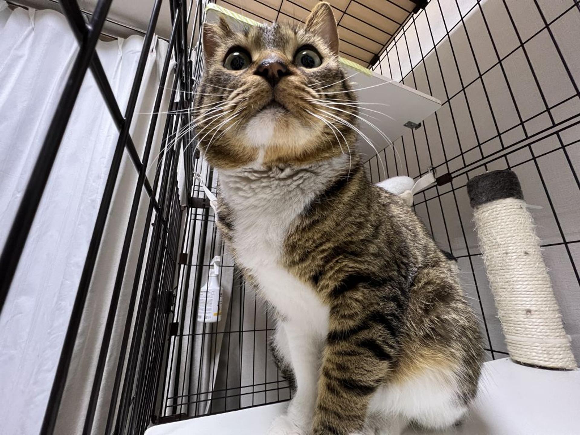 pet-image-2