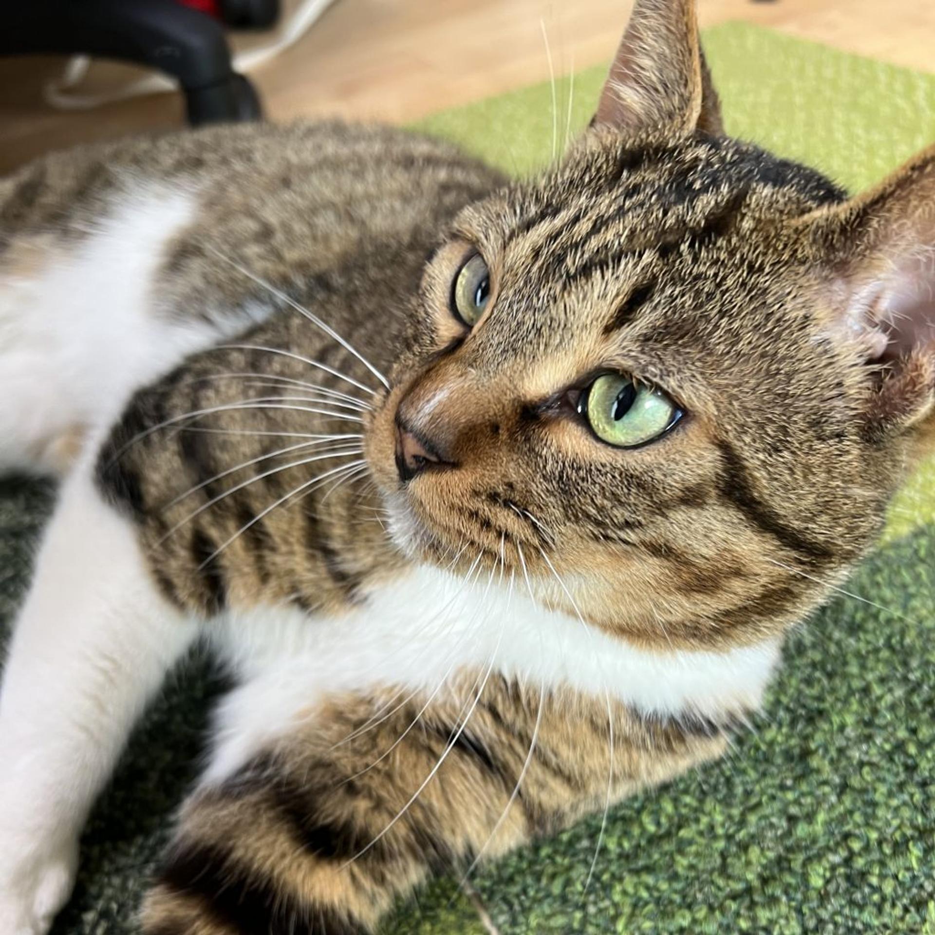 pet-image-3