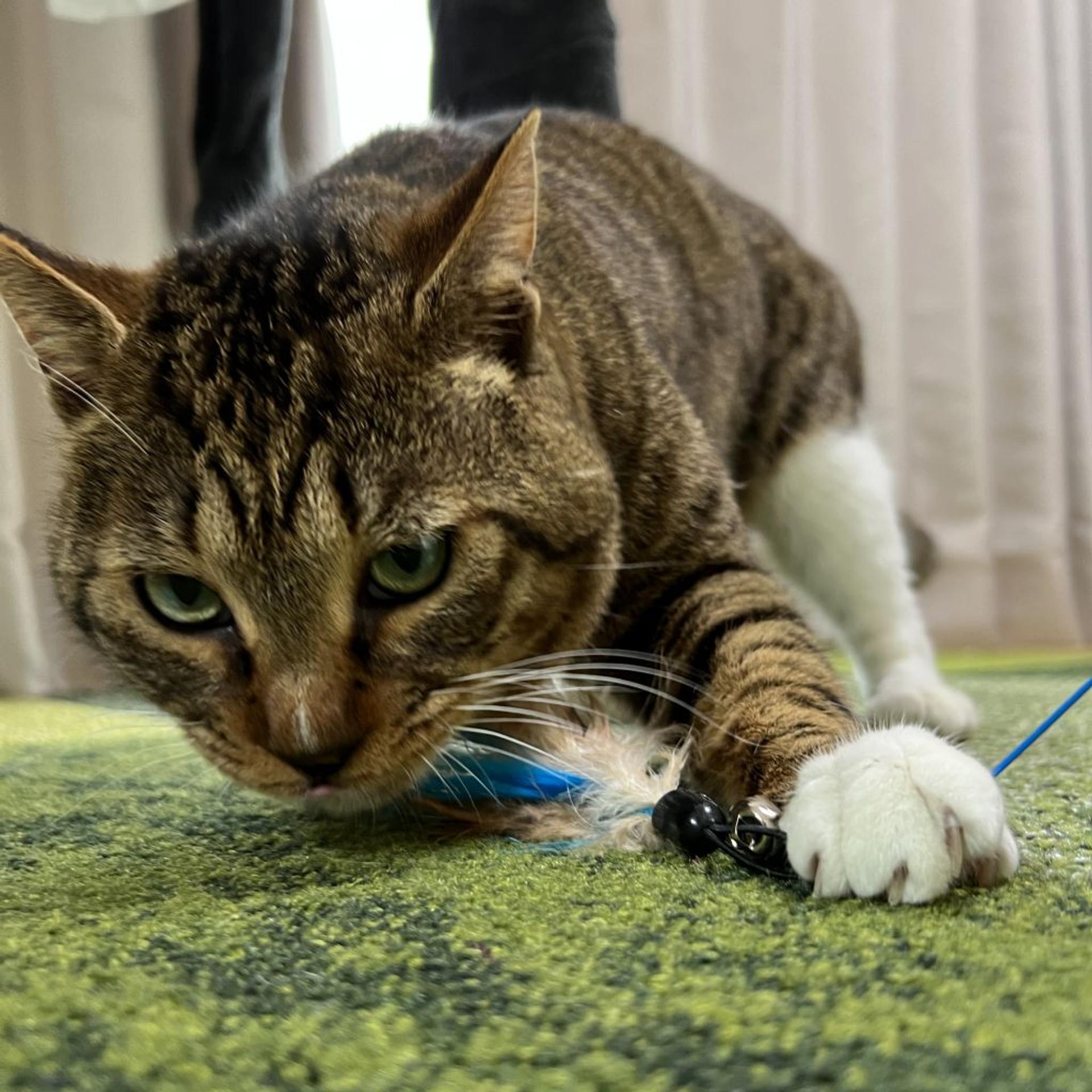pet-image-4