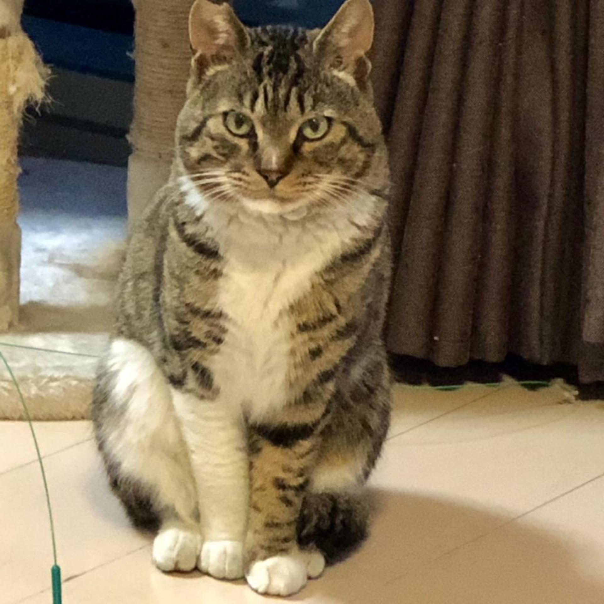 pet-image-5
