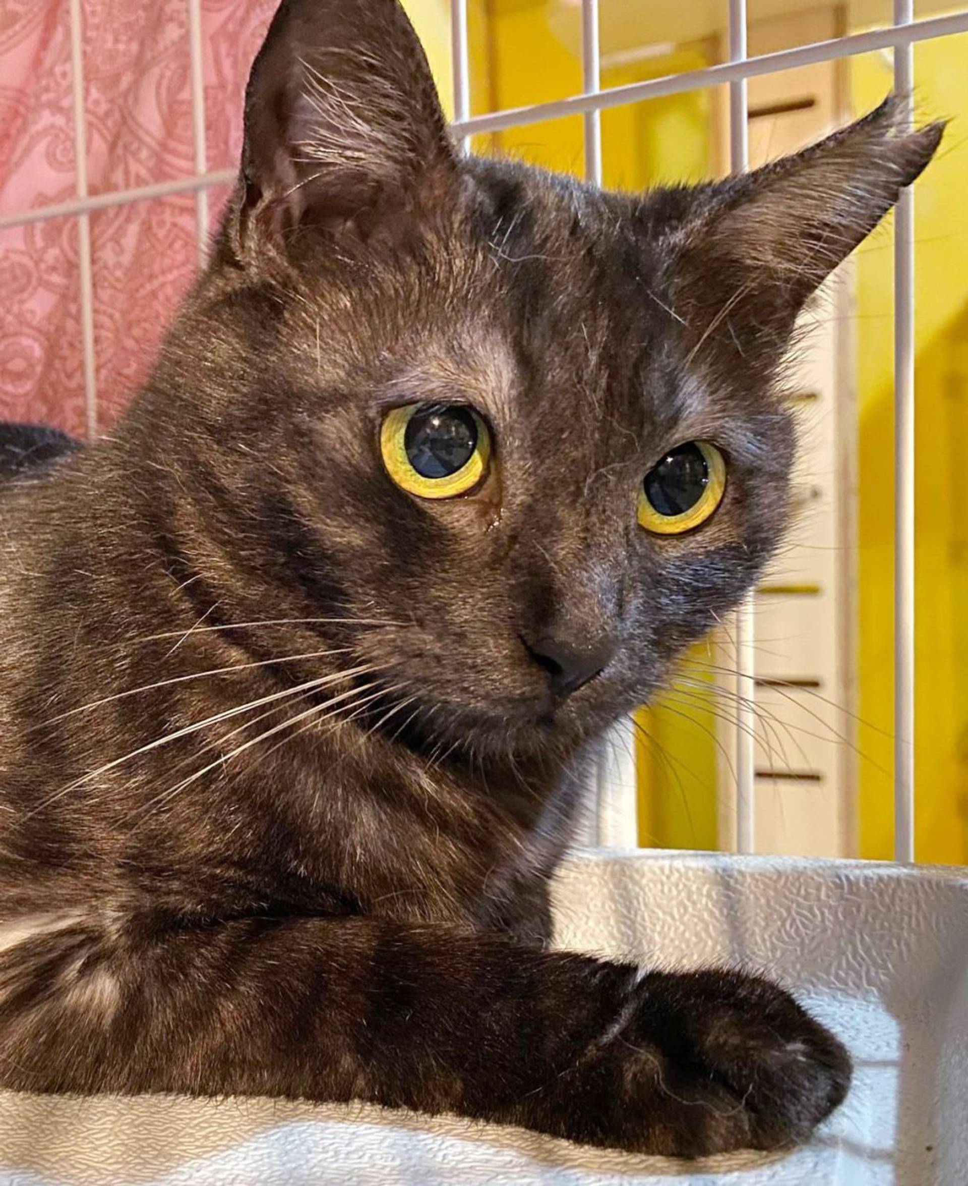 雑種（ミックス猫）・メスの里親募集の写真