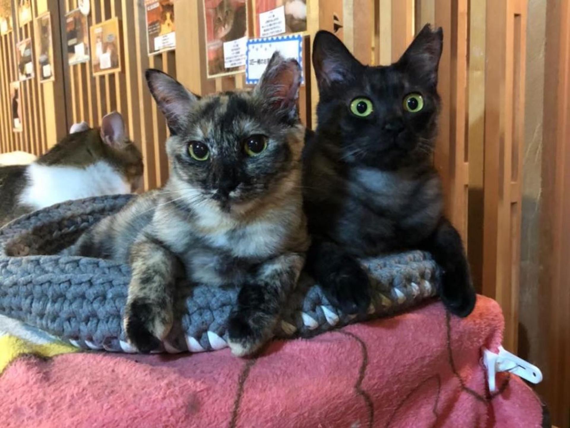 pet-image-4