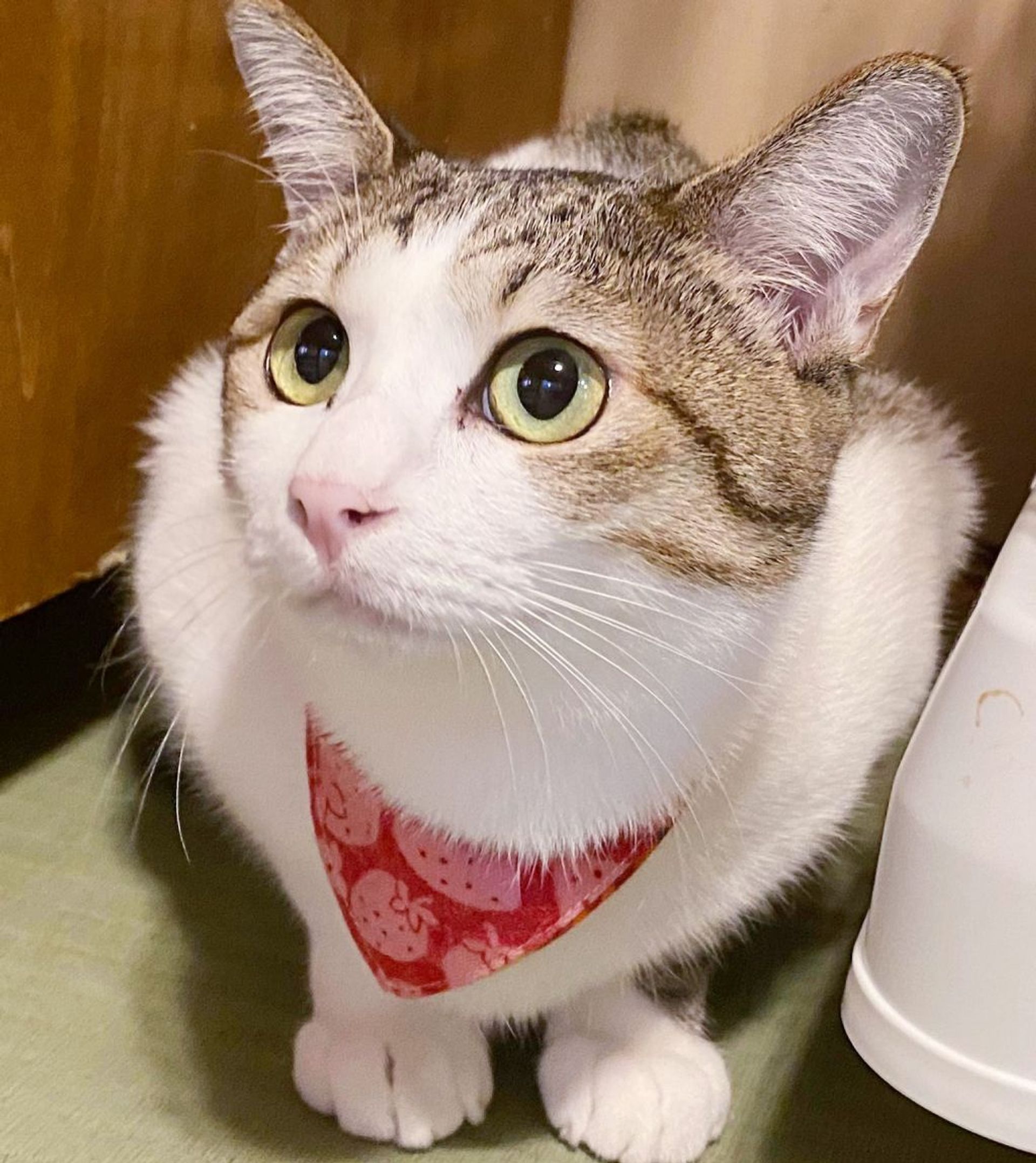 雑種（ミックス猫）・オスの里親募集の写真