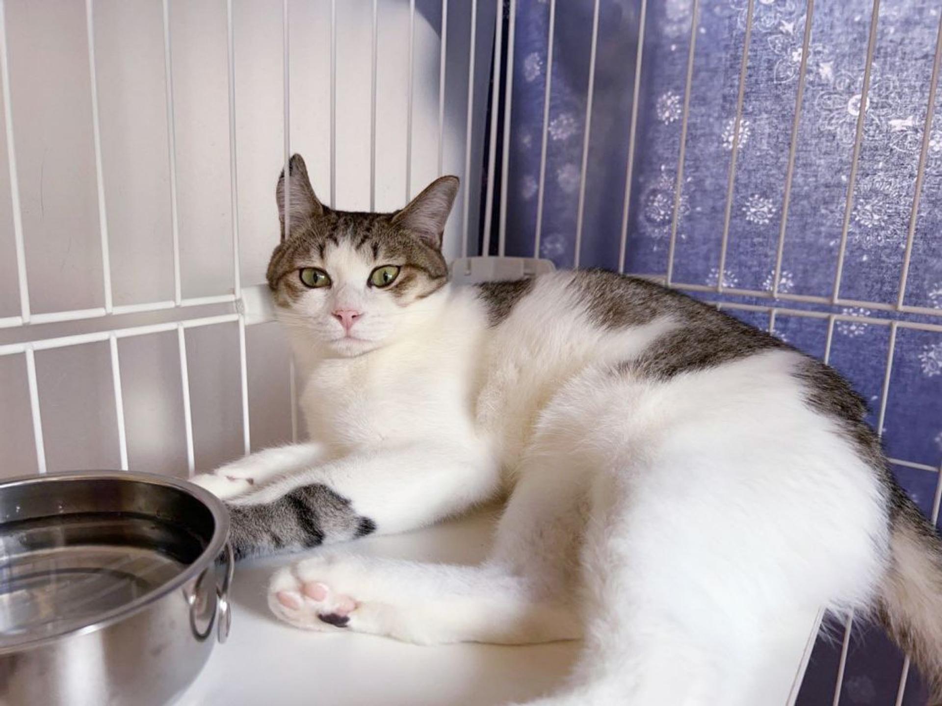 pet-image-4