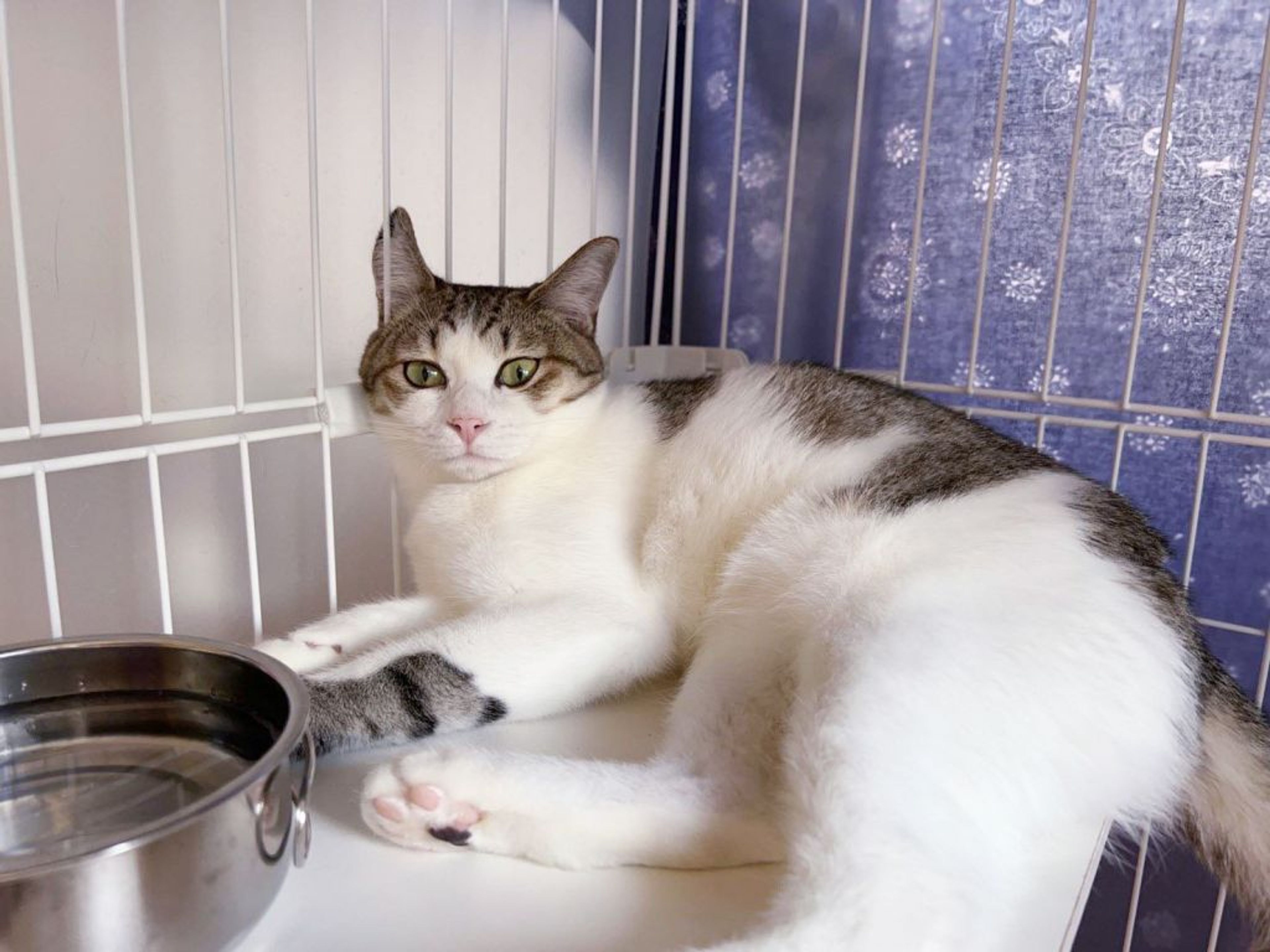 pet-image-4