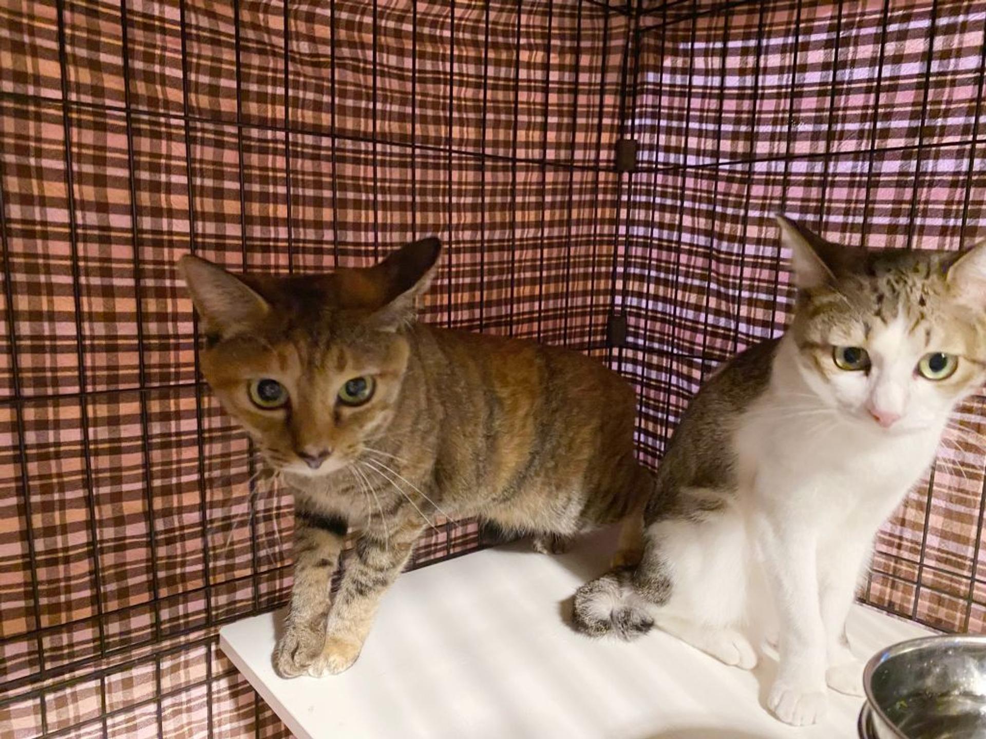 pet-image-6