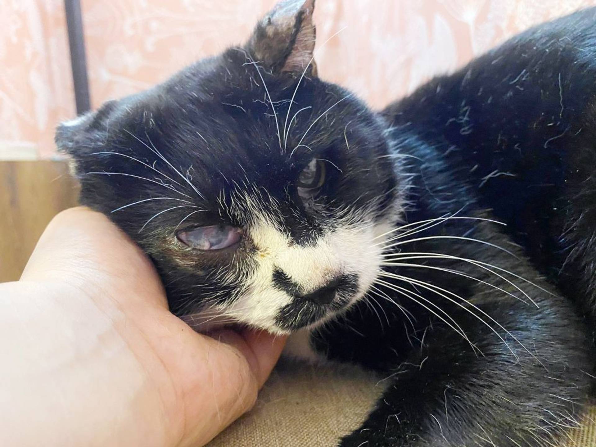 雑種（ミックス猫）・オスの里親募集の写真