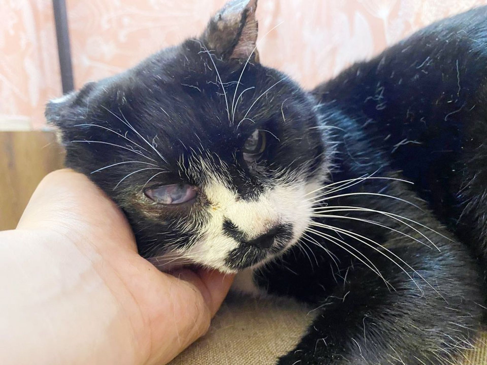 雑種（ミックス猫）・オスの里親募集の写真