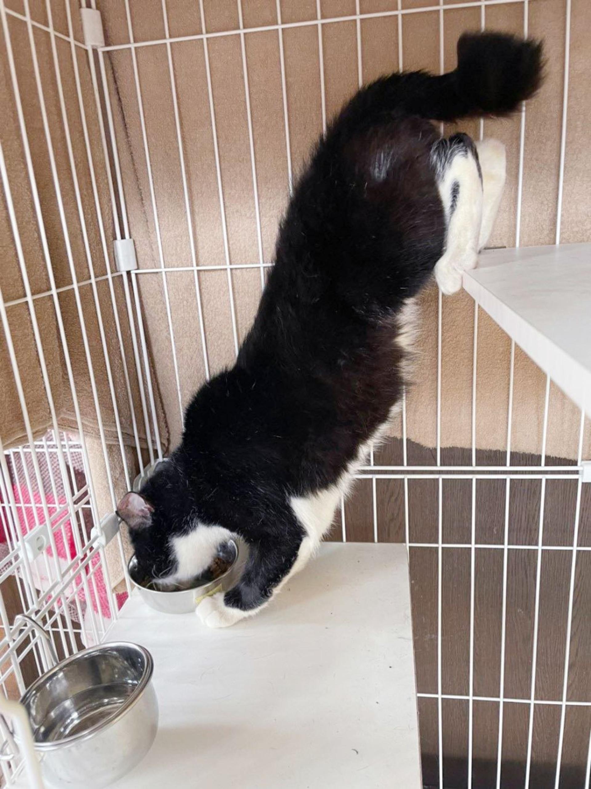 pet-image-2
