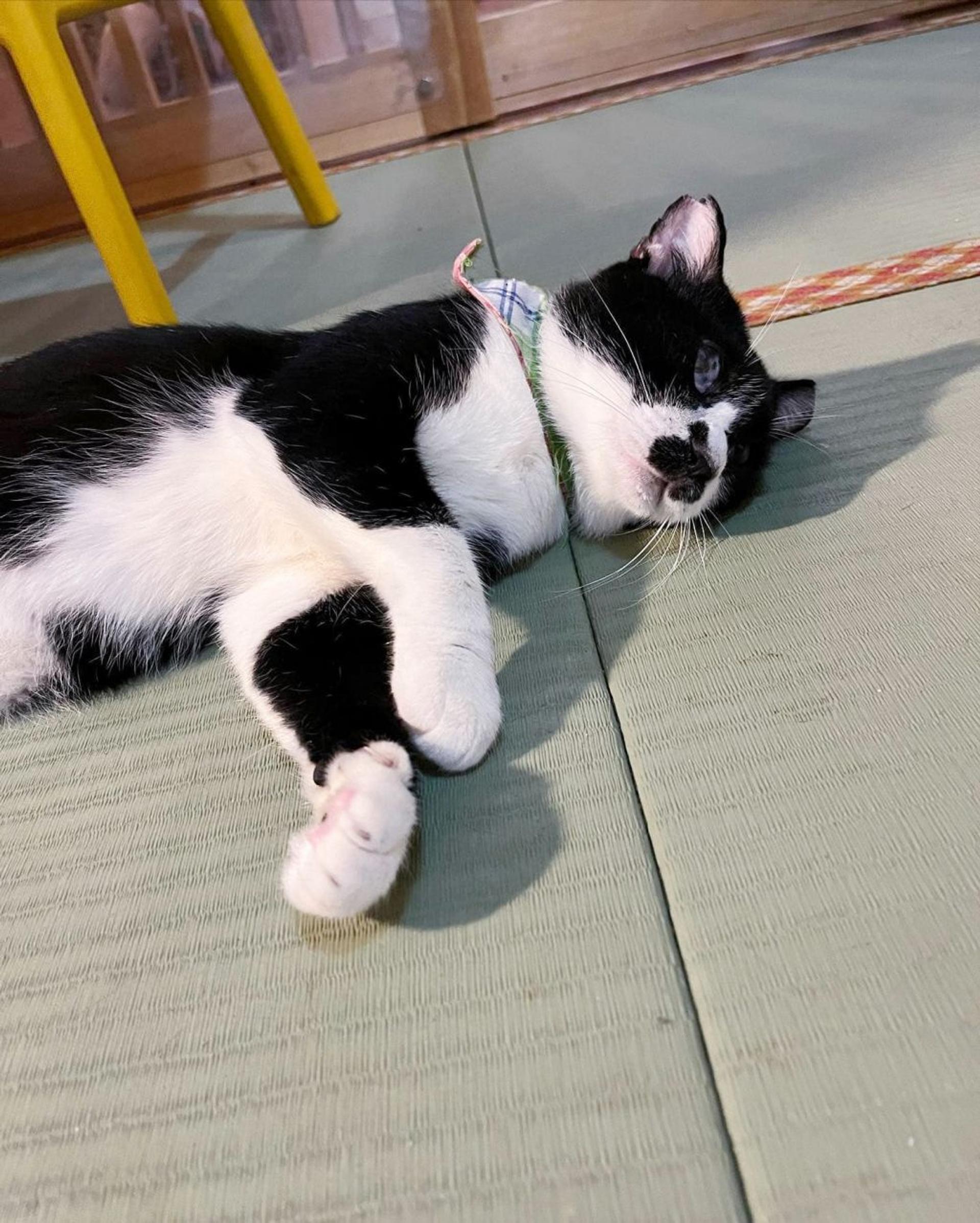 pet-image-3
