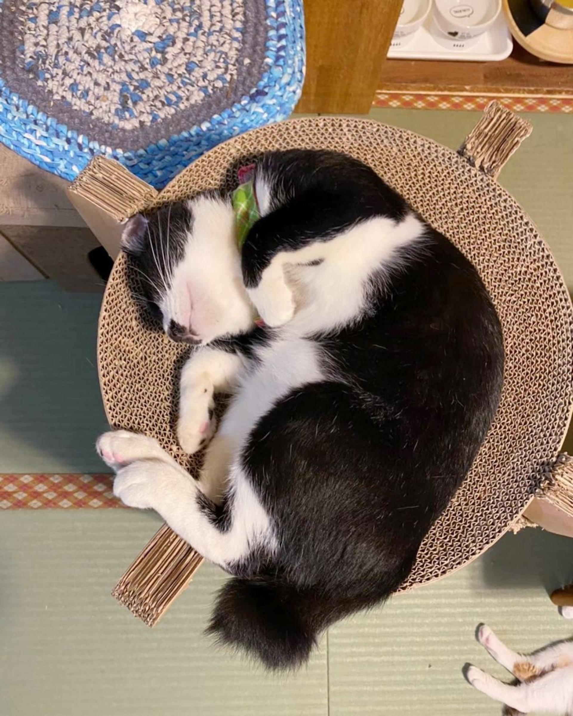 pet-image-6