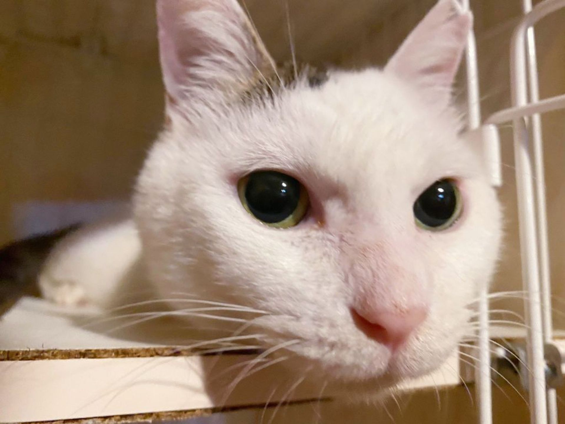 雑種（ミックス猫）・メスの里親募集の写真