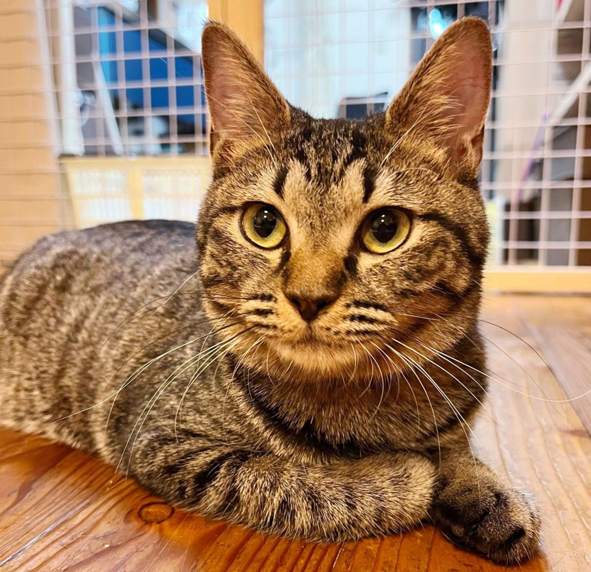 雑種（ミックス猫）・オスの里親募集の写真