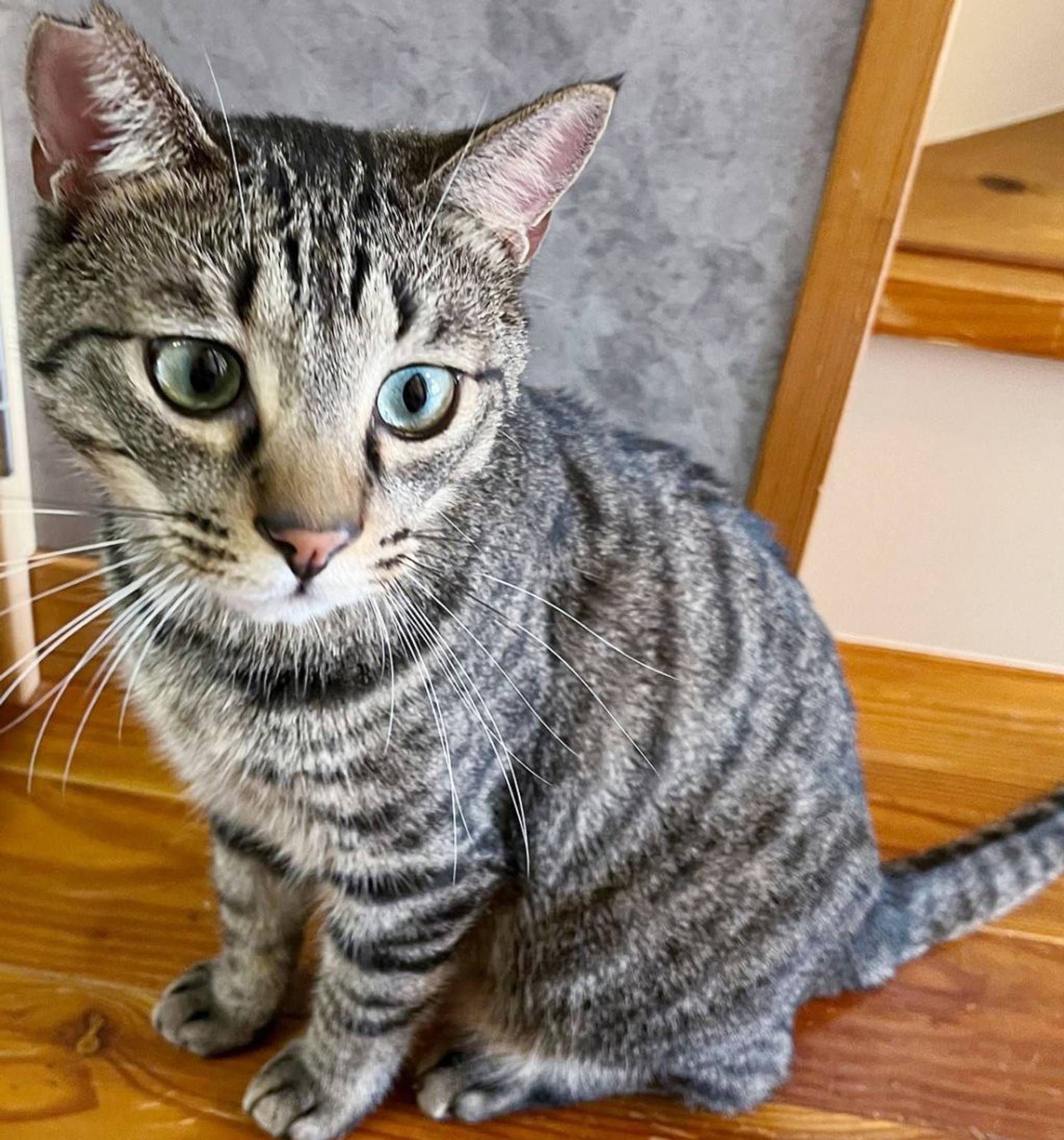 雑種（ミックス猫）・オスの里親募集の写真